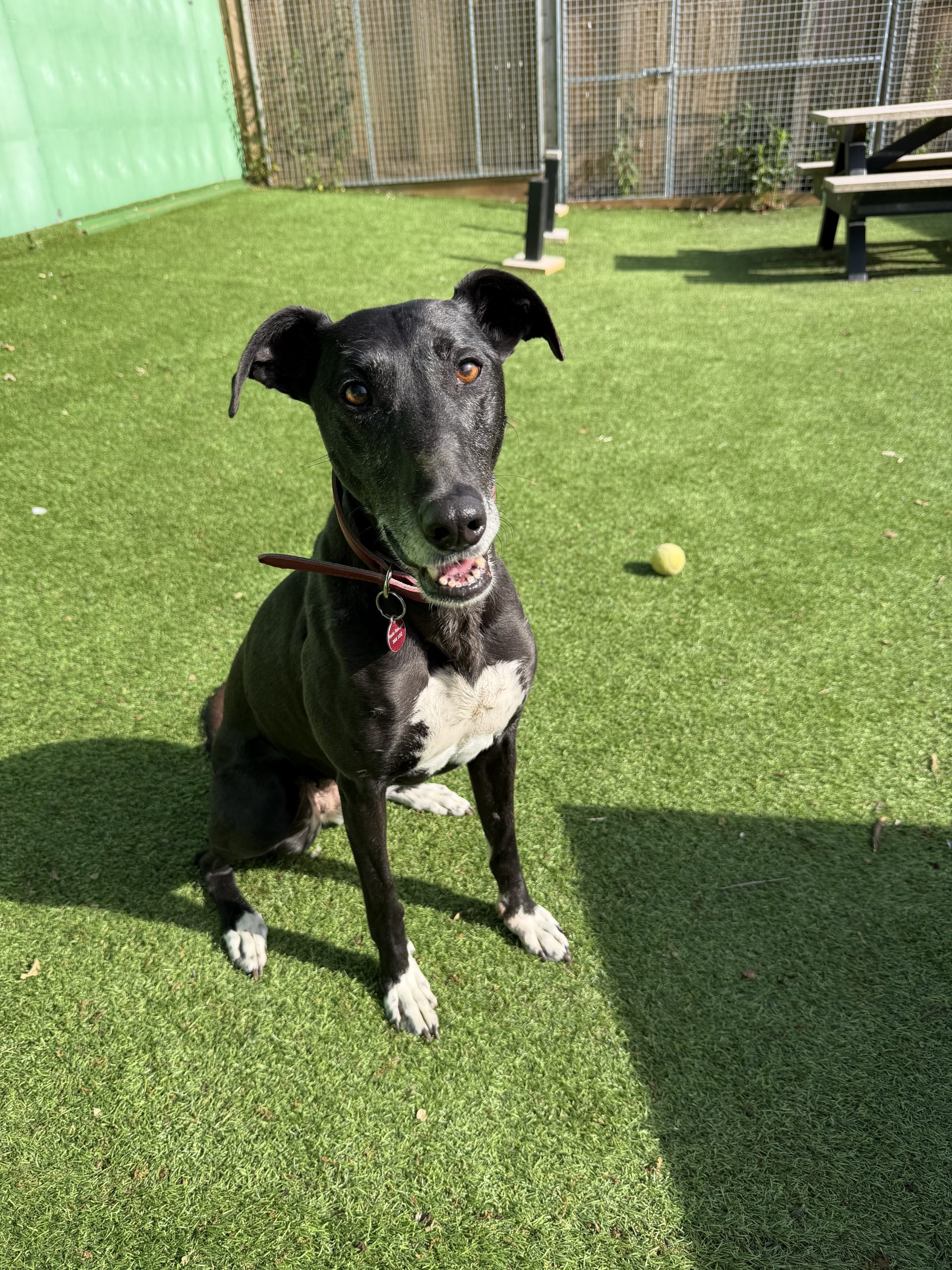Lola – 7 year old Female (AVAILABLE SOON)