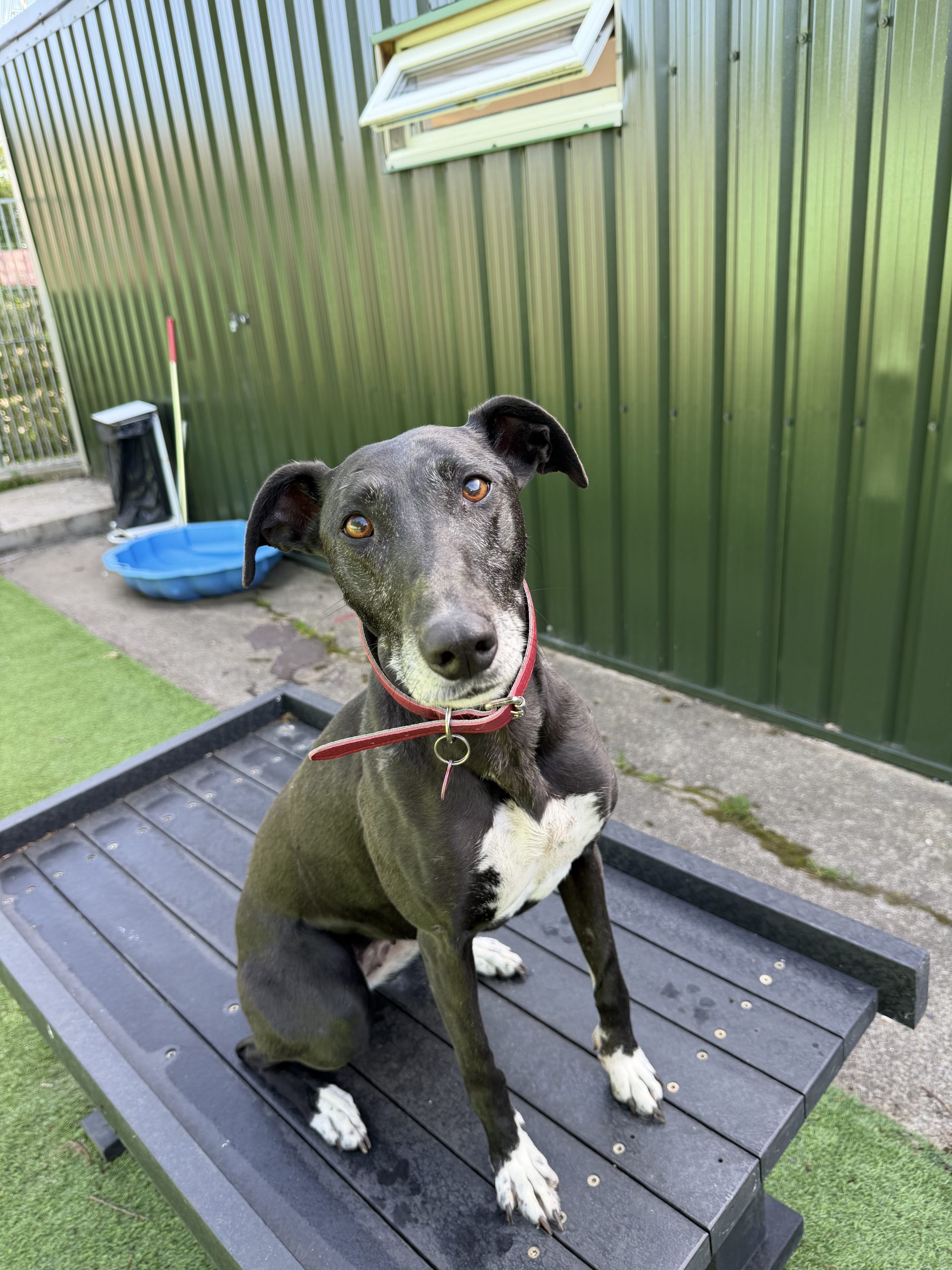 Lola – 7 year old Female (AVAILABLE SOON)