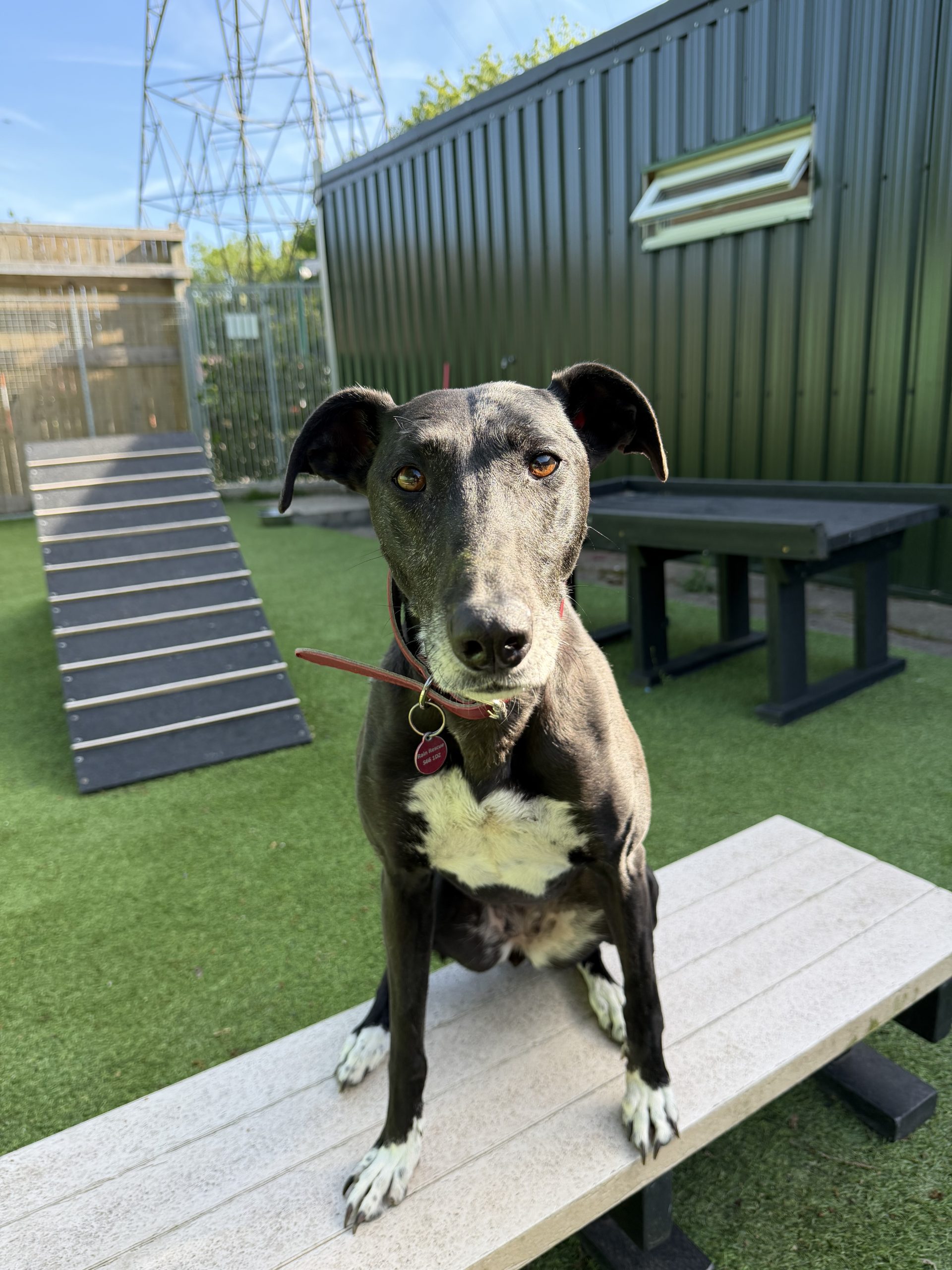 Lola – 7 year old Female (AVAILABLE SOON)
