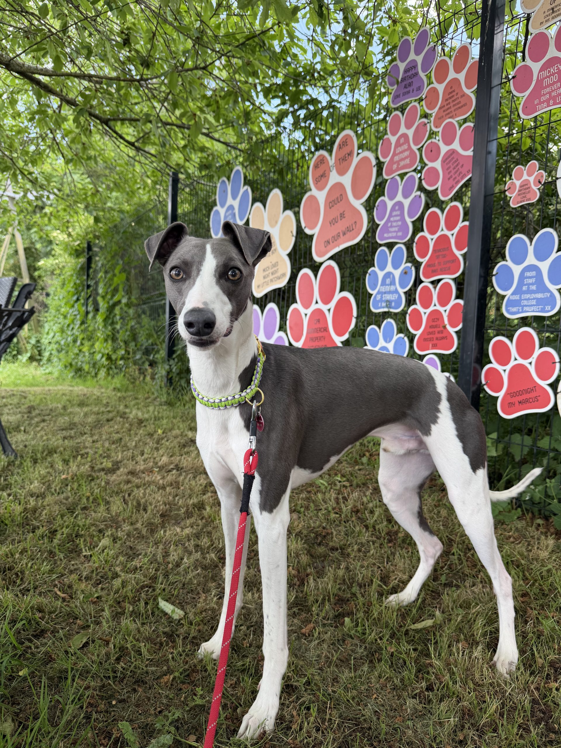 Max – 1 year old Male (AVAILABLE SOON)