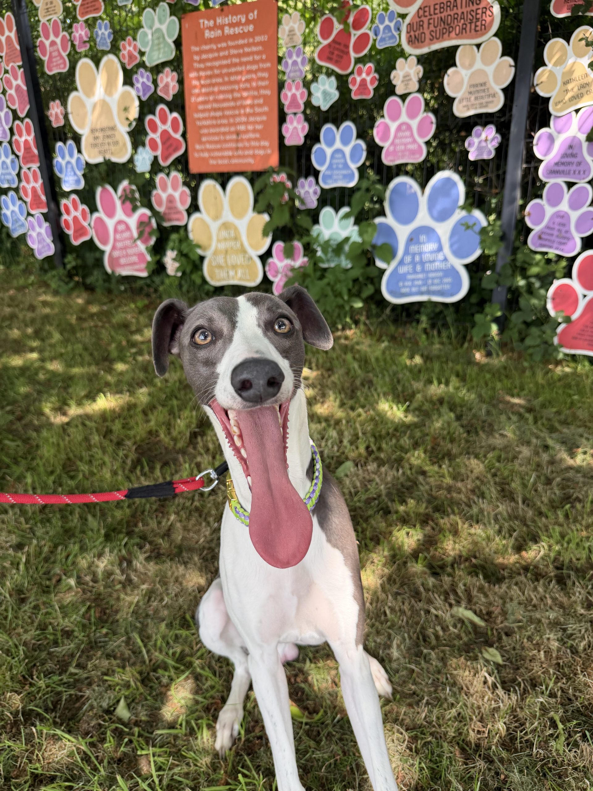 Max – 1 year old Male (AVAILABLE SOON)
