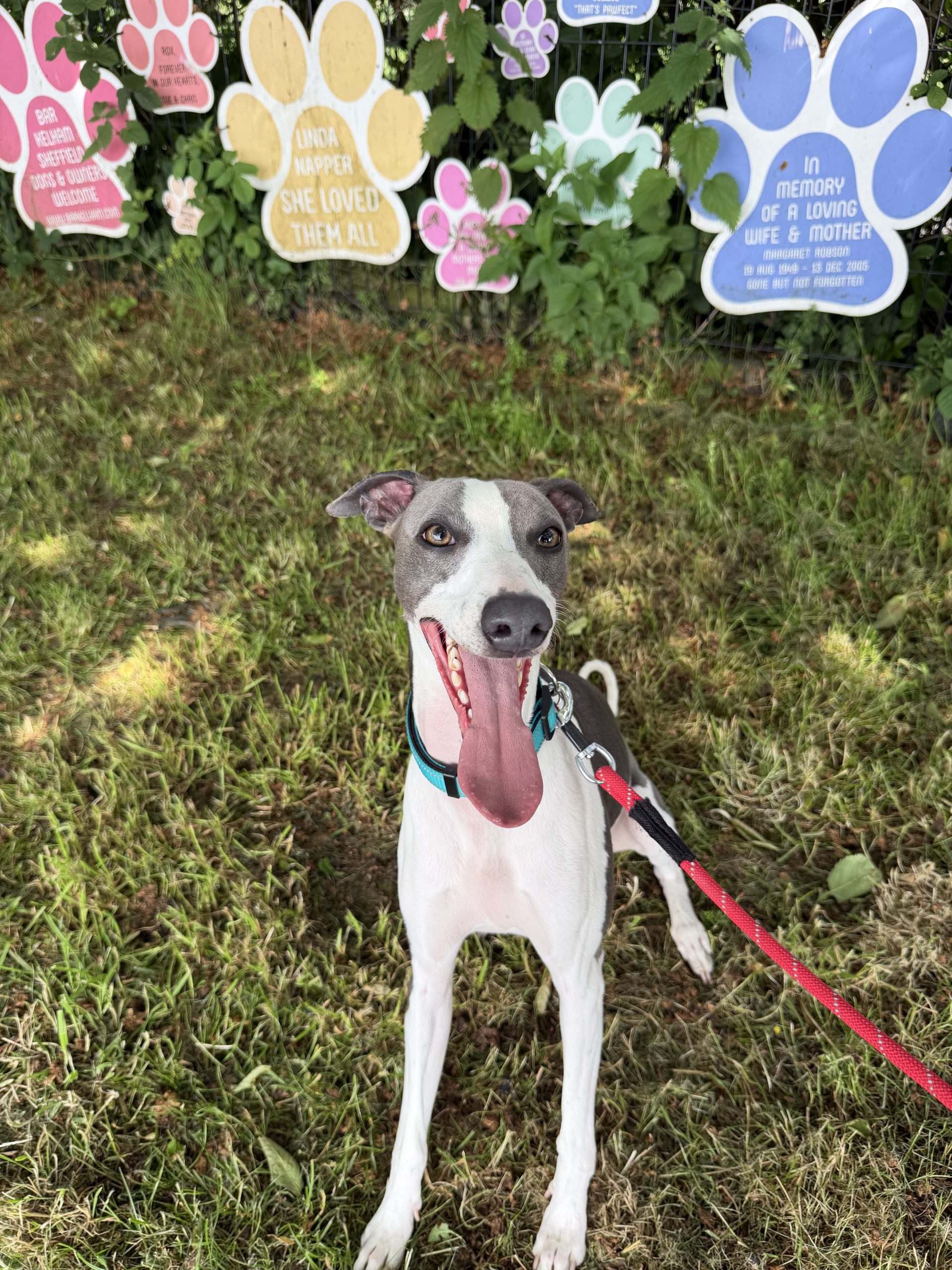 Paddy – 1 year old Male (AVAILABLE SOON)