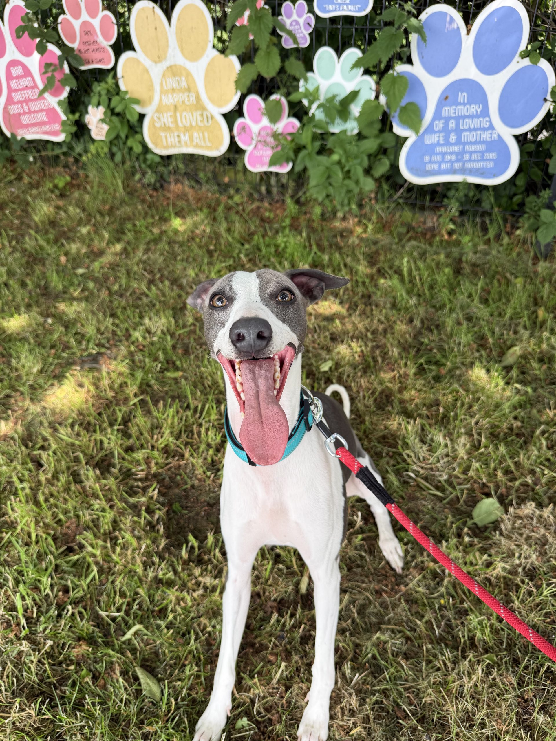 Paddy – 1 year old Male (AVAILABLE SOON)