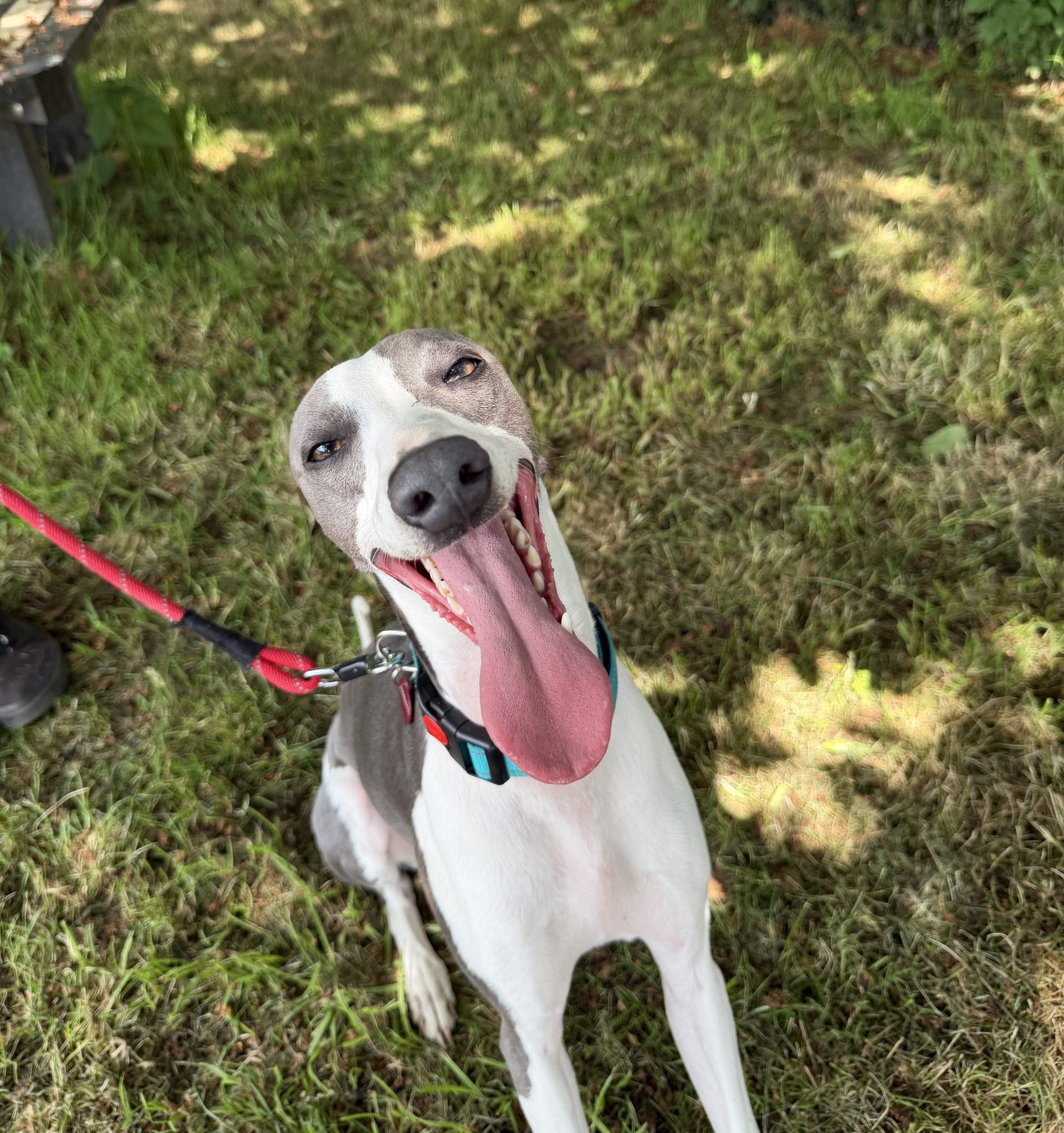 Paddy – 1 year old Male (AVAILABLE SOON)