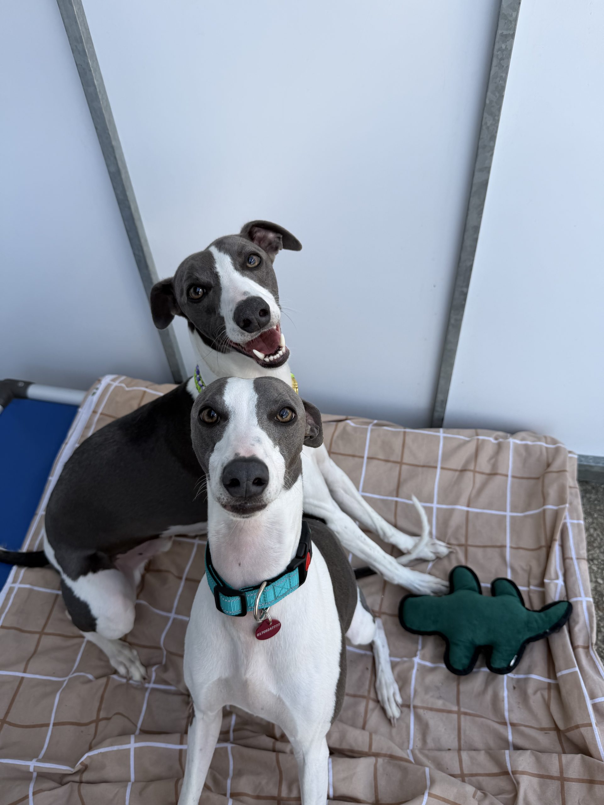 Max – 1 year old Male (AVAILABLE SOON)