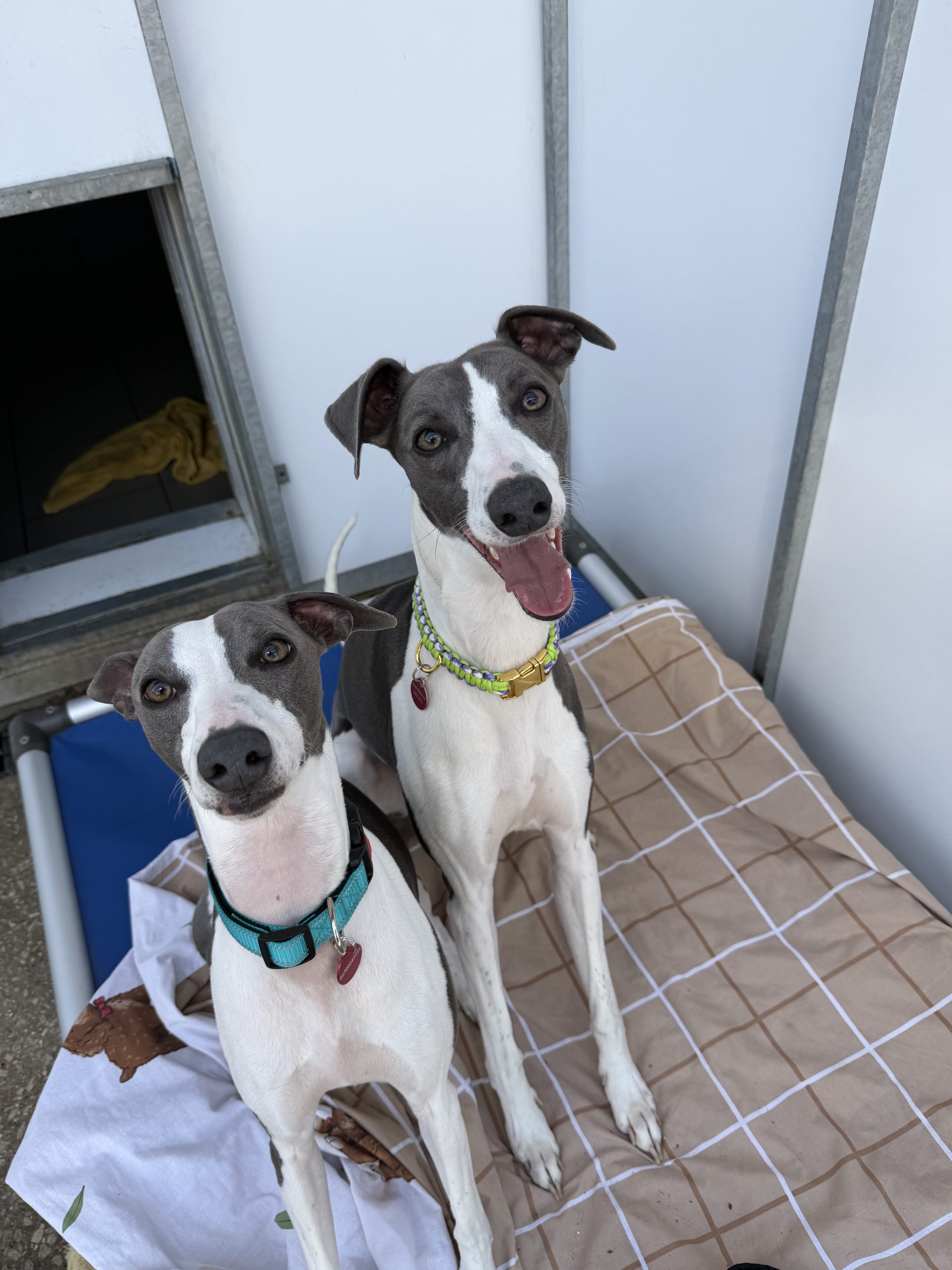 Paddy – 1 year old Male (AVAILABLE SOON)