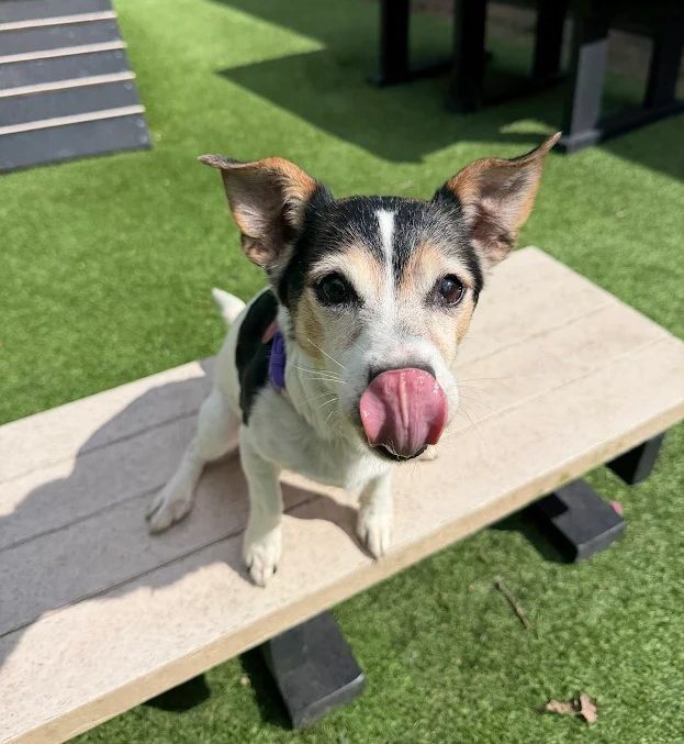 Lucy – 7 year old Female