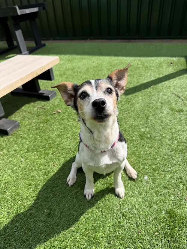Lucy – 7 year old Female