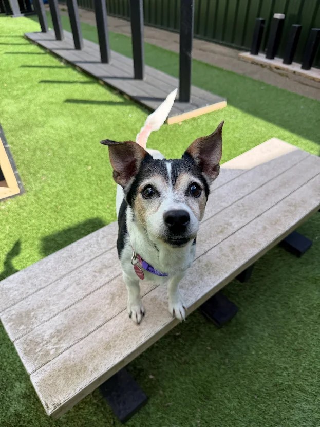 Lucy – 7 year old Female