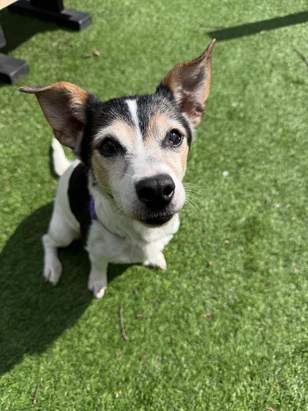 Lucy – 7 year old Female