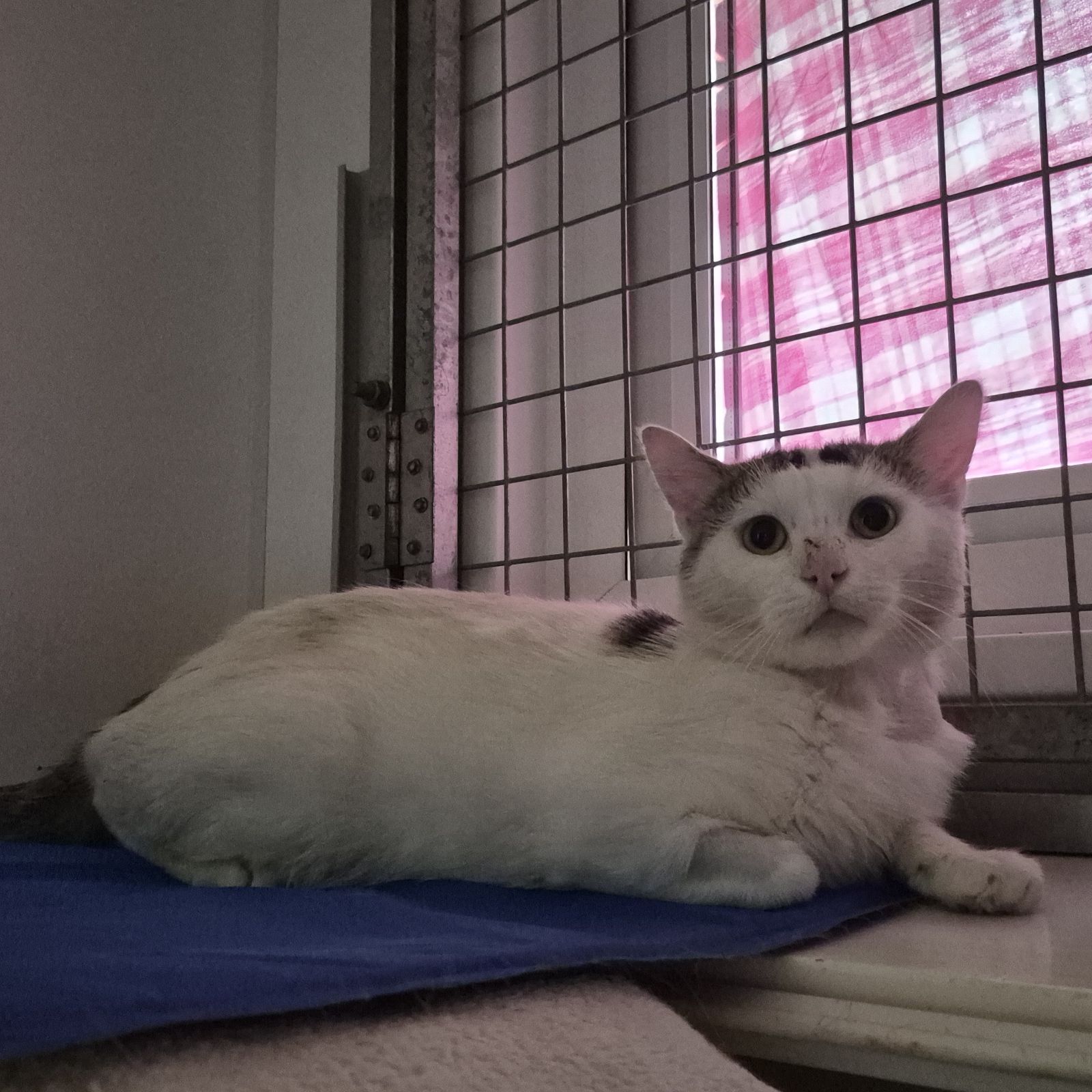 Scrappy- 3 Year Old Male