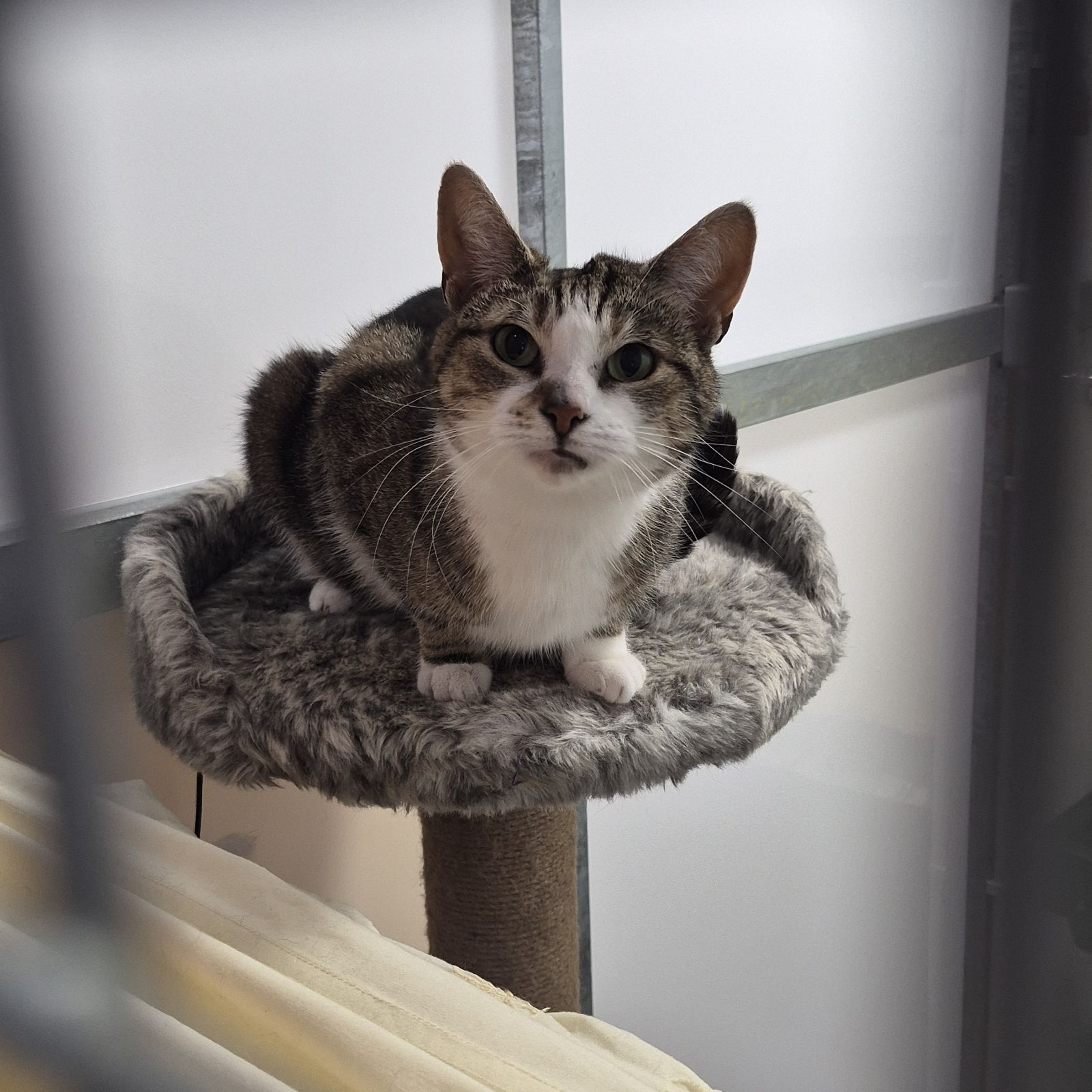 Kitkat- 6 Year Old Female