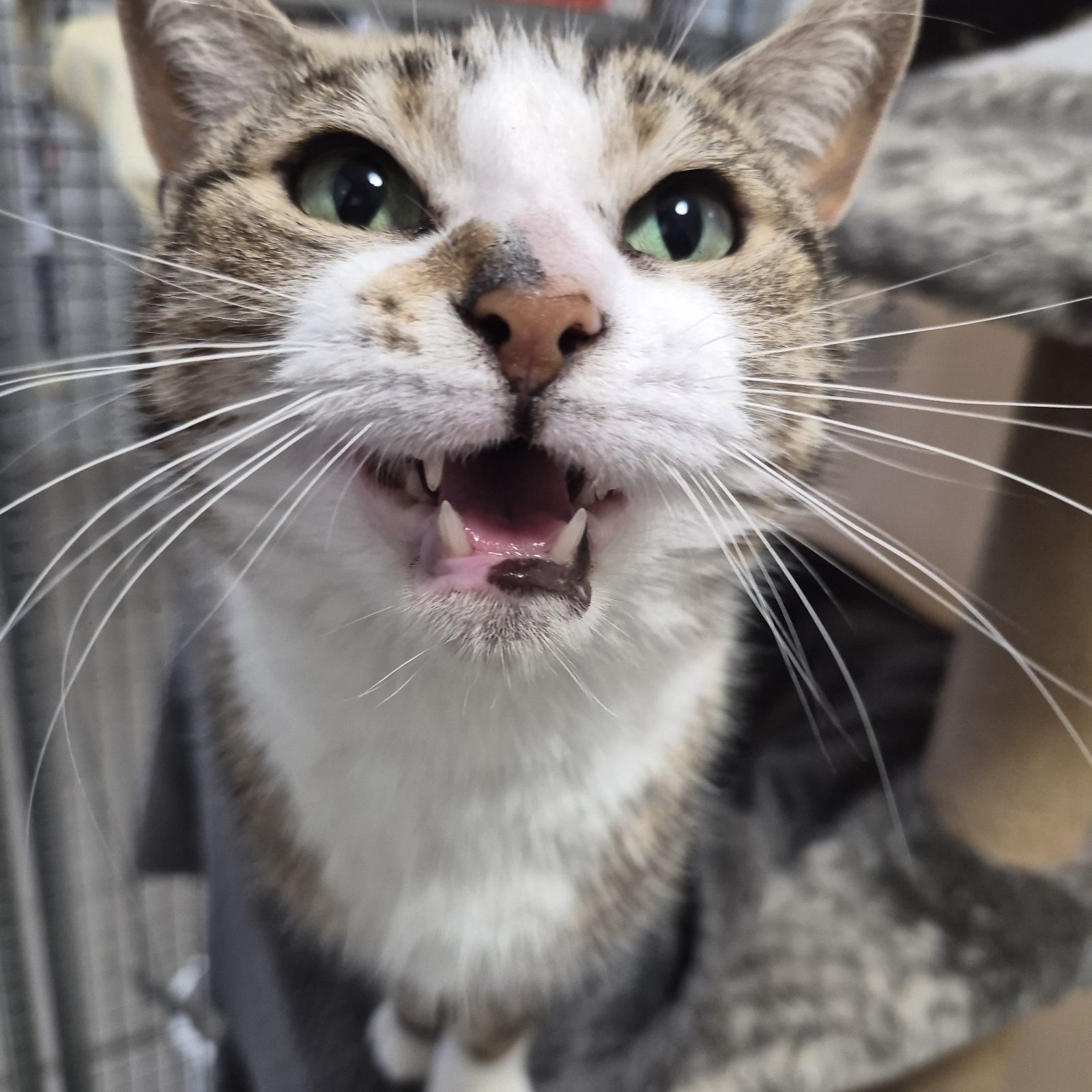 Kitkat- 6 Year Old Female