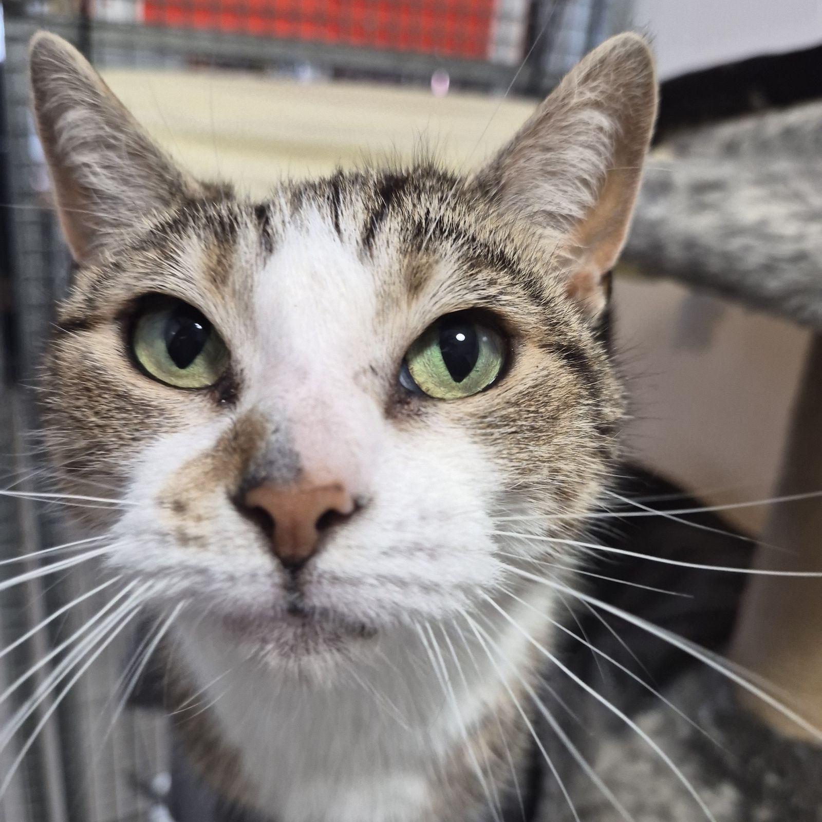 Kitkat- 6 Year Old Female
