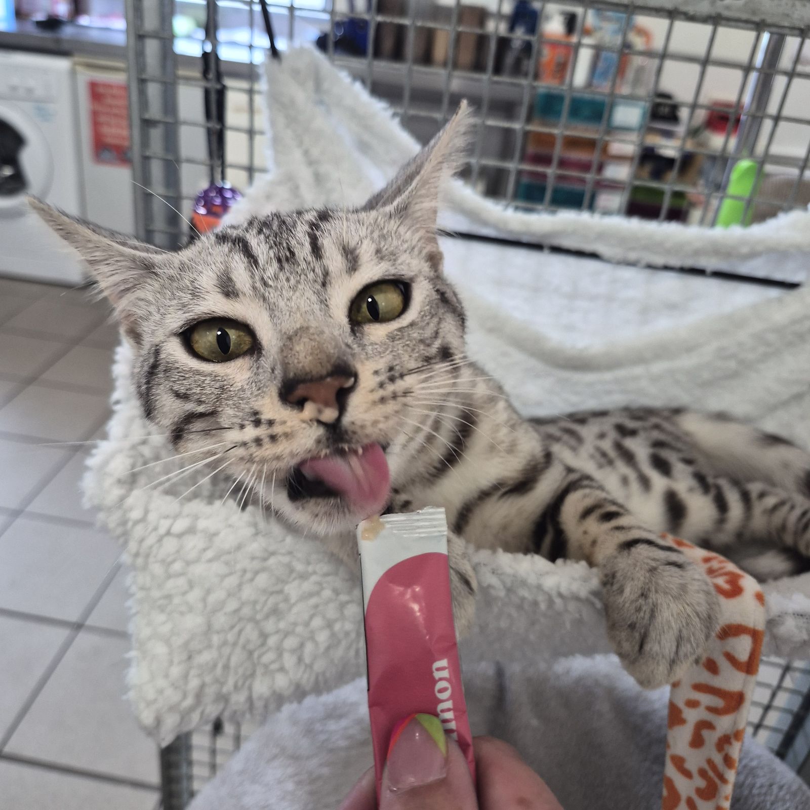 Simba- 8 Month Old Male