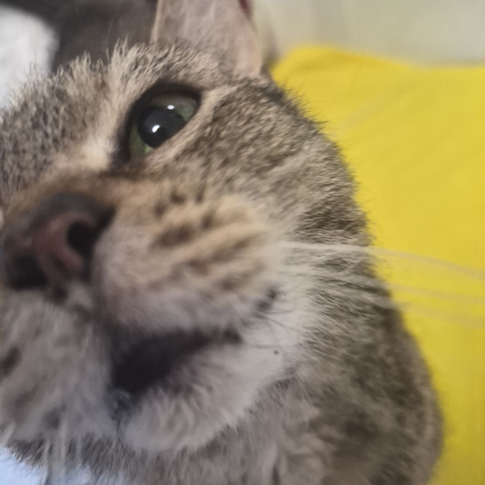 Amy- 2 Year Old Female