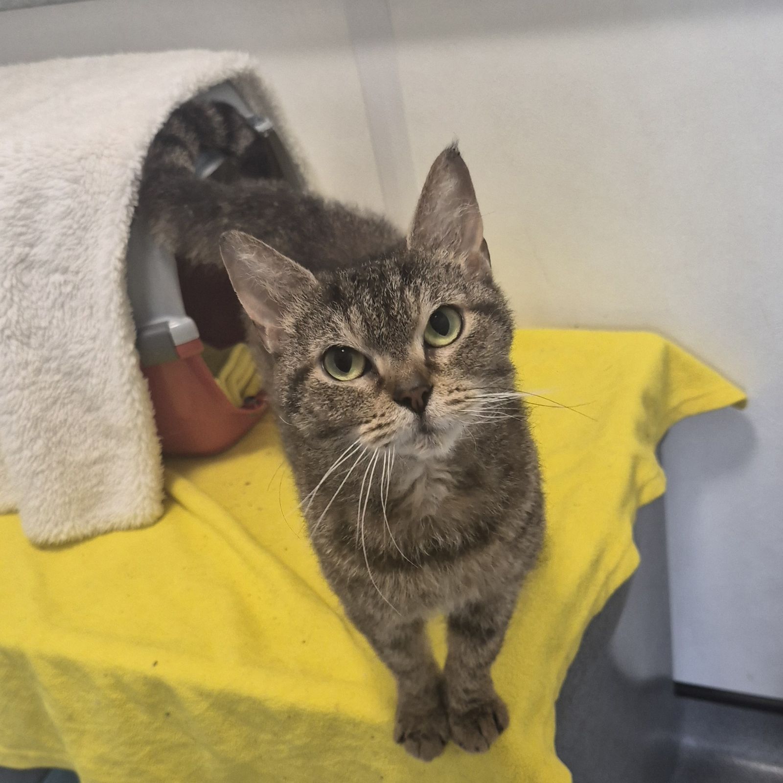 Amy- 2 Year Old Female