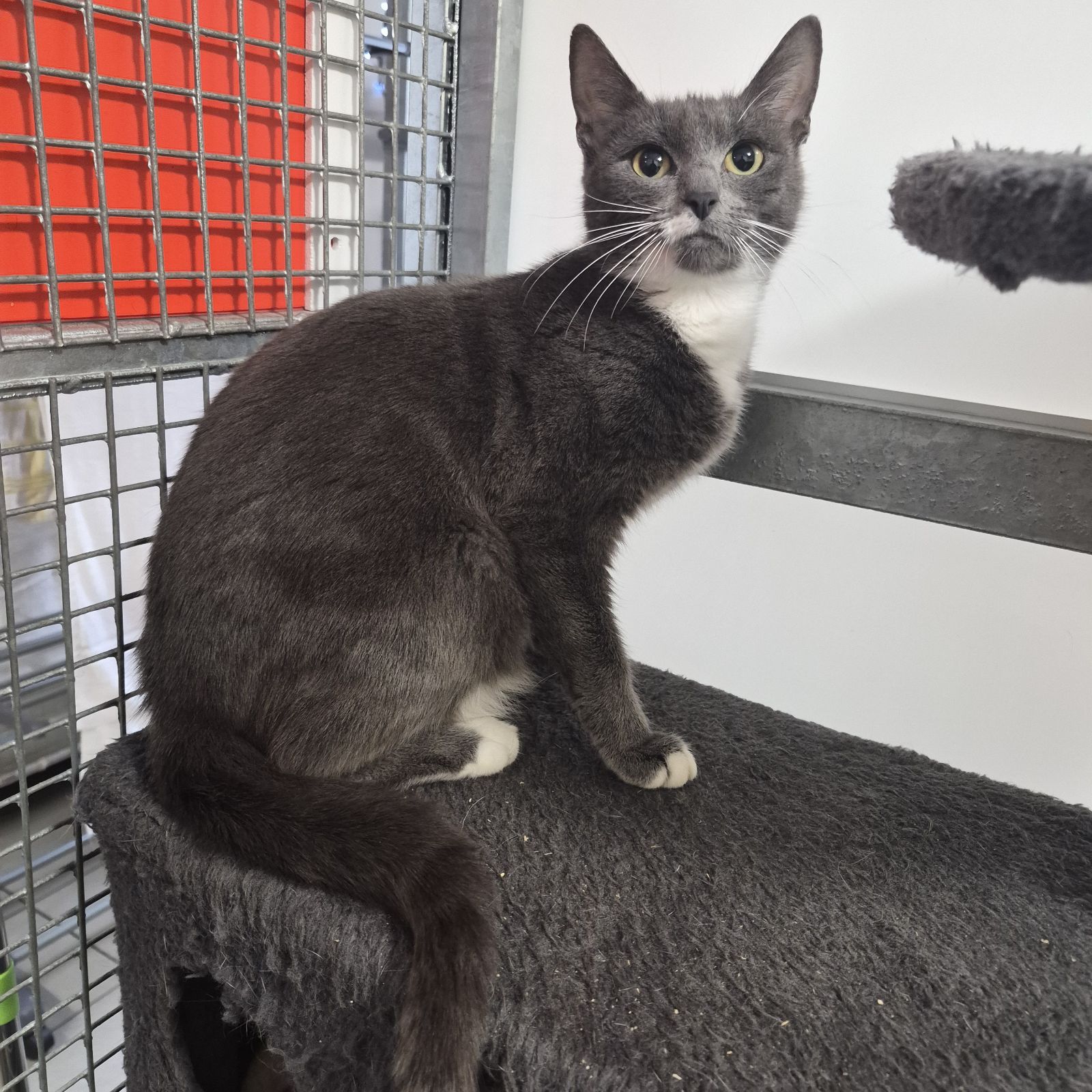 Dory- 1 Year Old Female