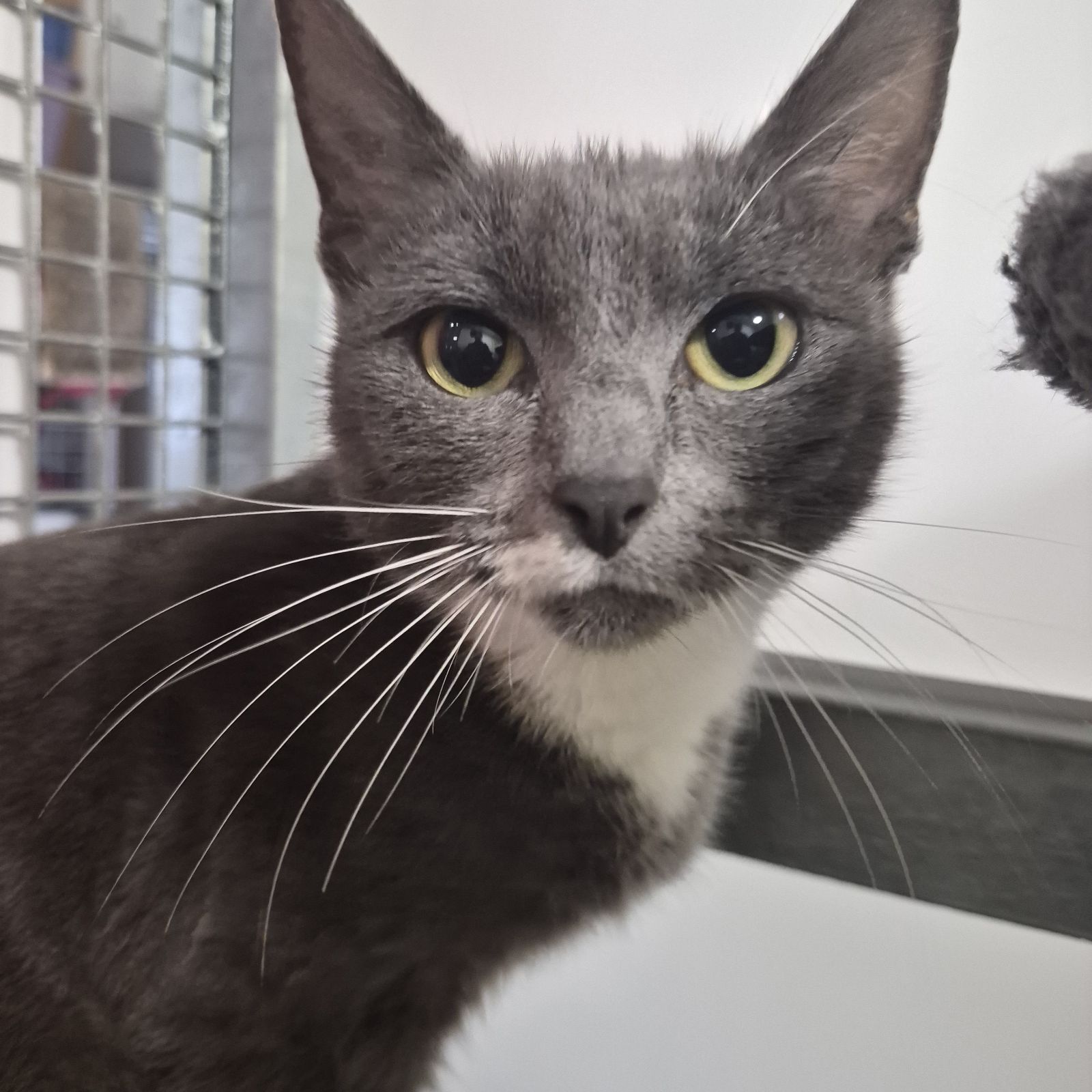 Dory- 1 Year Old Female