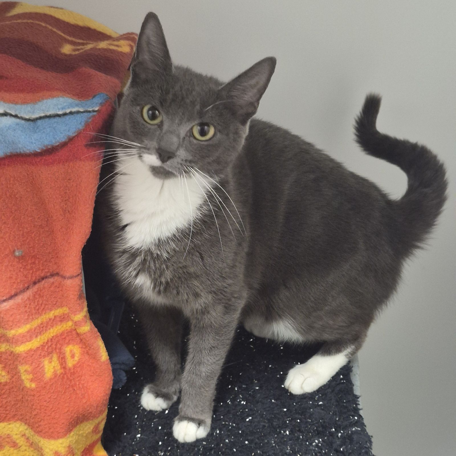 Dory- 1 Year Old Female
