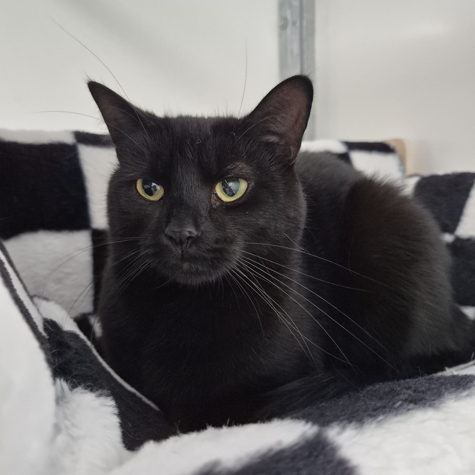Pepper-2 Year Old Female