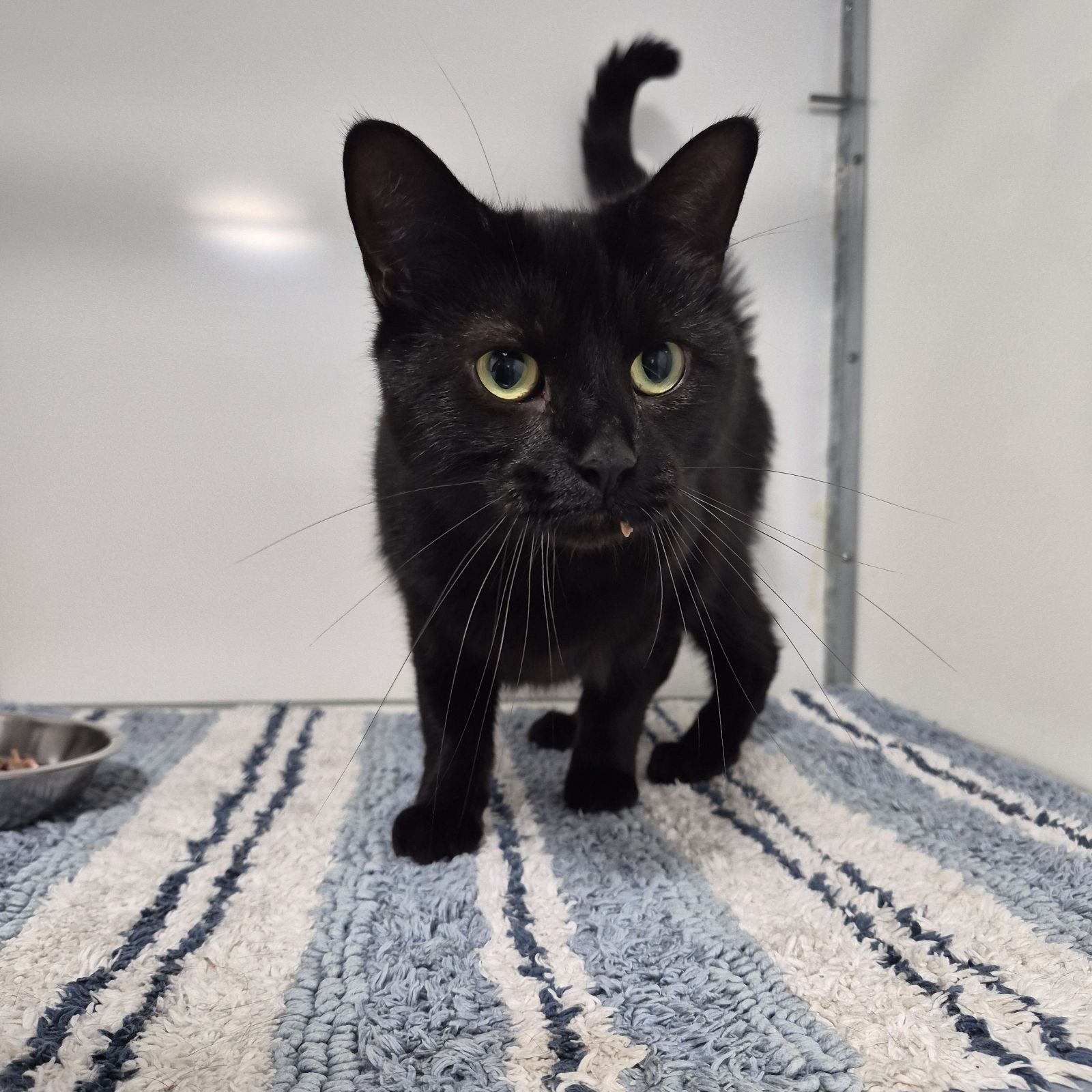 Pepper-2 Year Old Female
