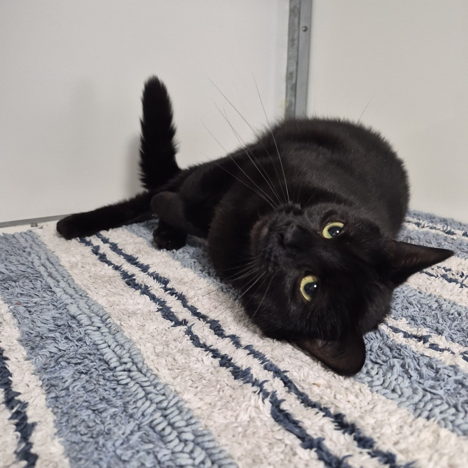 Pepper-2 Year Old Female