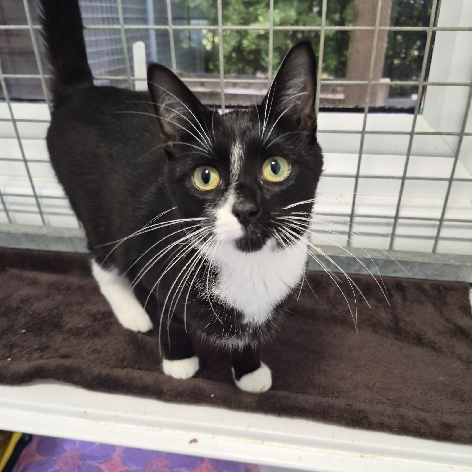 Babybel- 7 Month Old Female