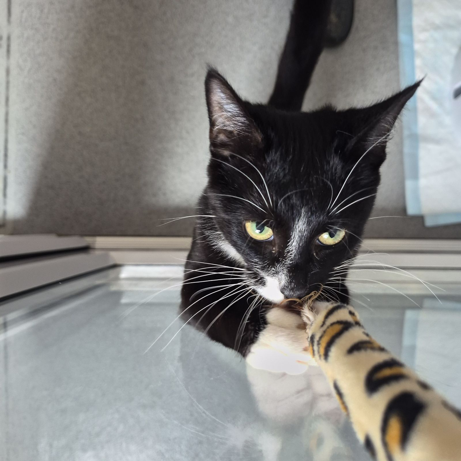 Babybel- 7 Month Old Female