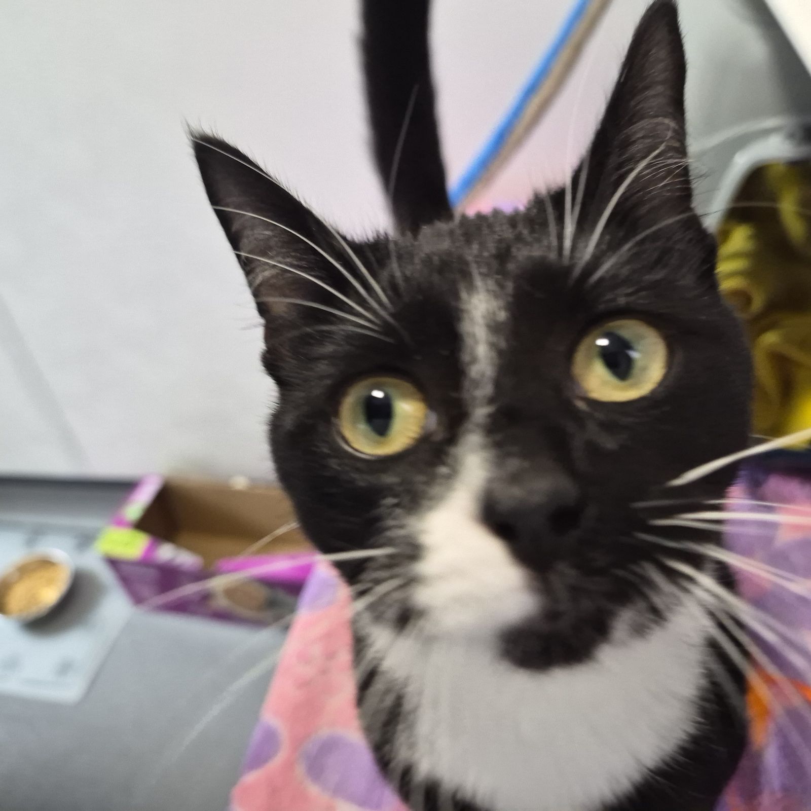 Babybel- 7 Month Old Female