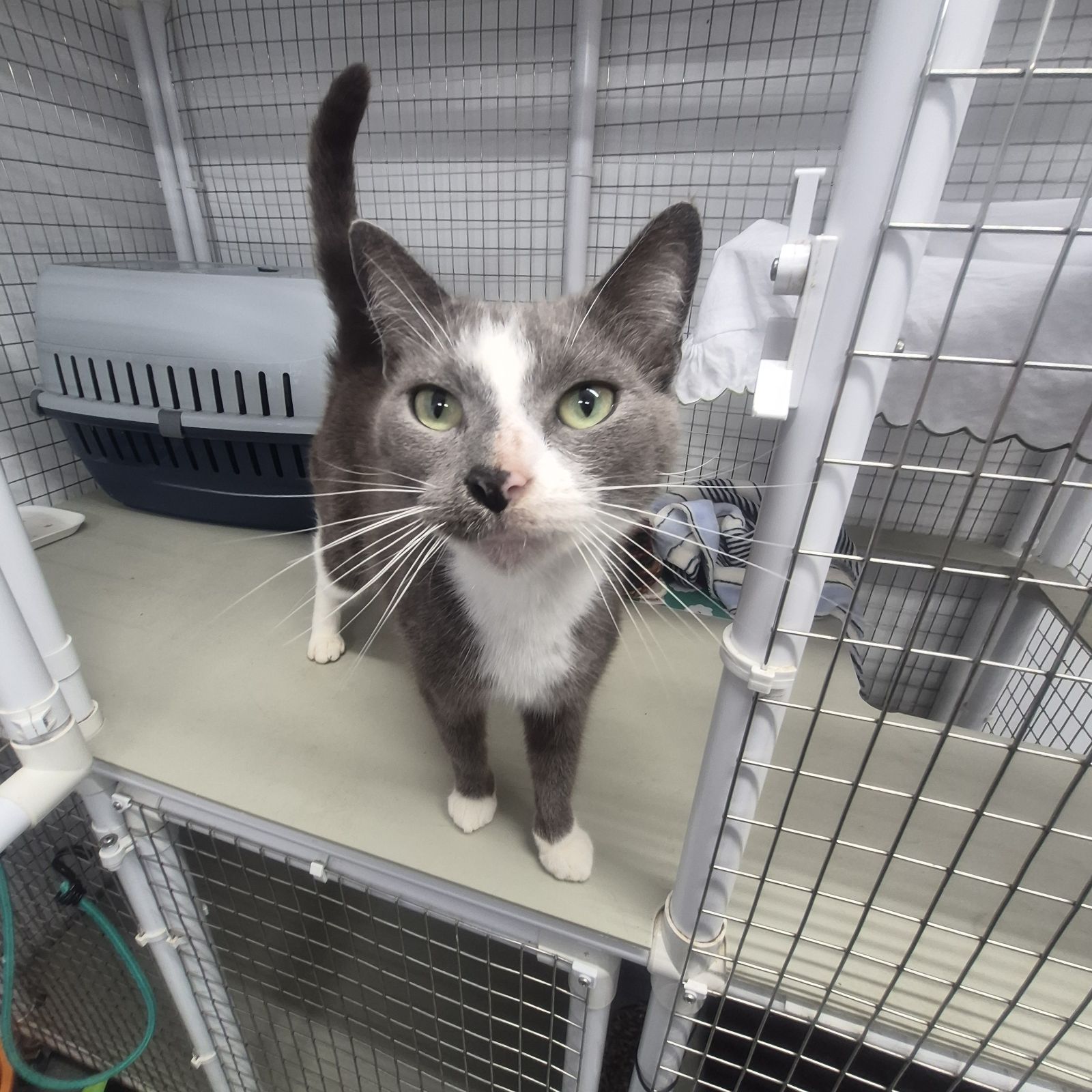 Mia- 2 Year Old Female