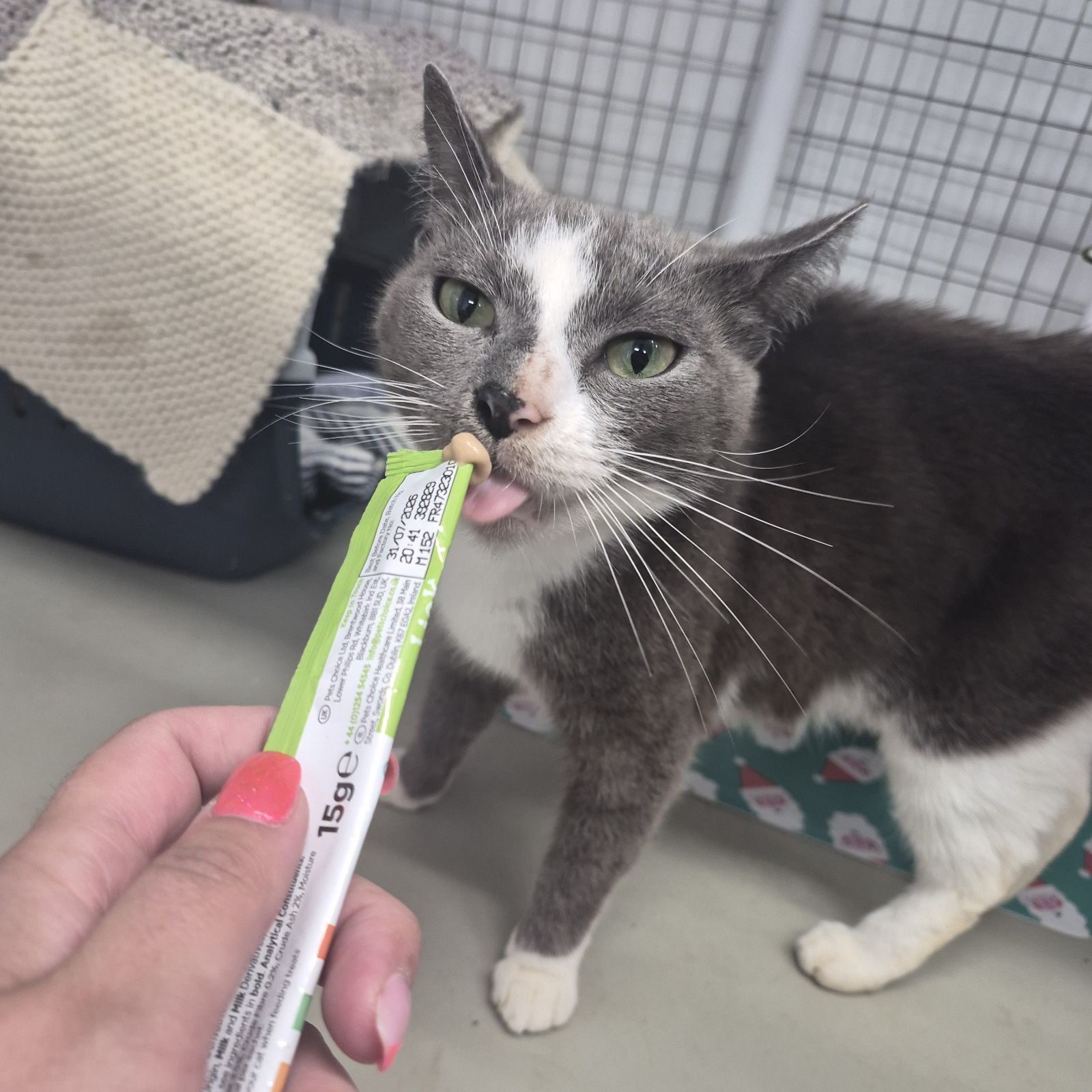 Mia- 2 Year Old Female