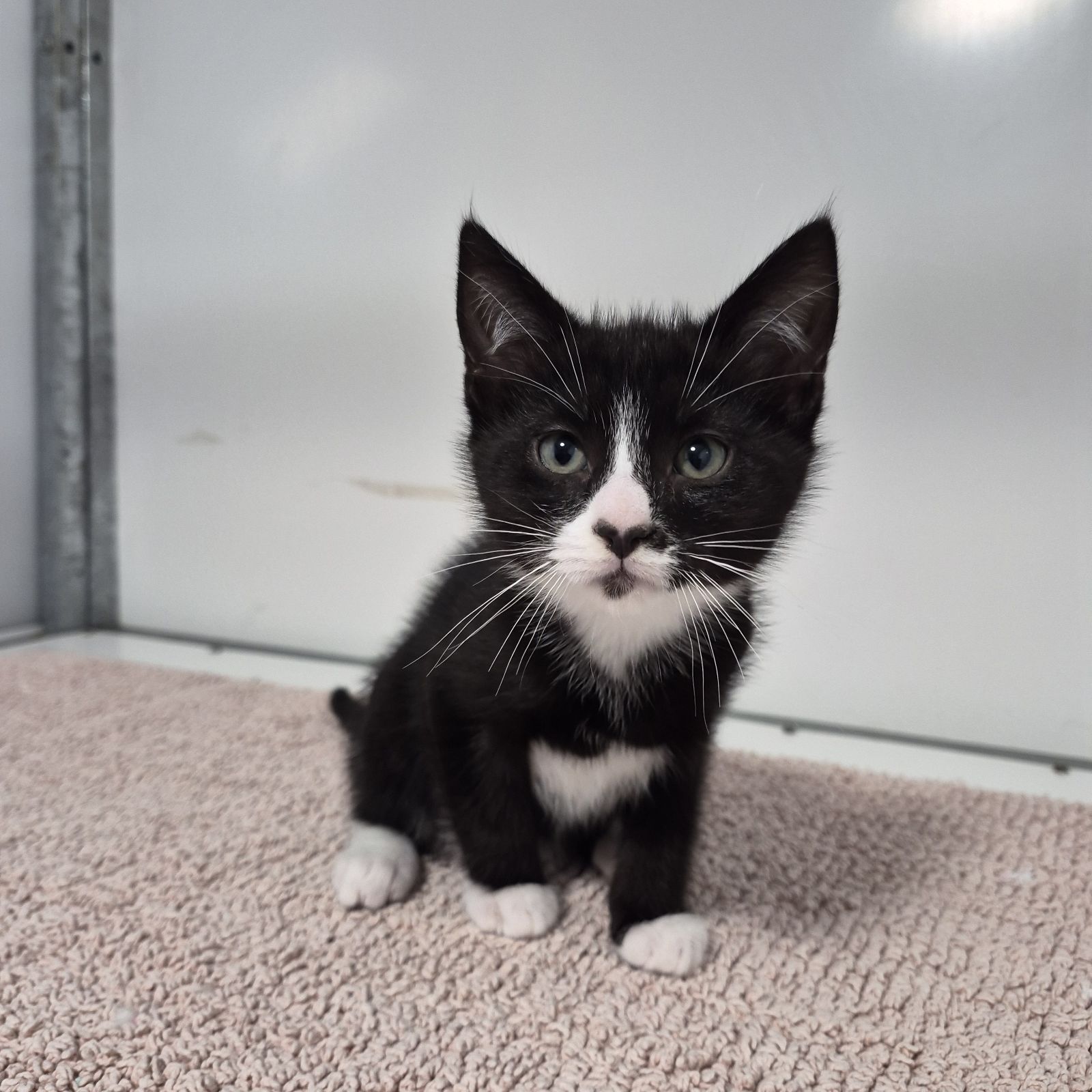 Bongo- 9 Week Old Male
