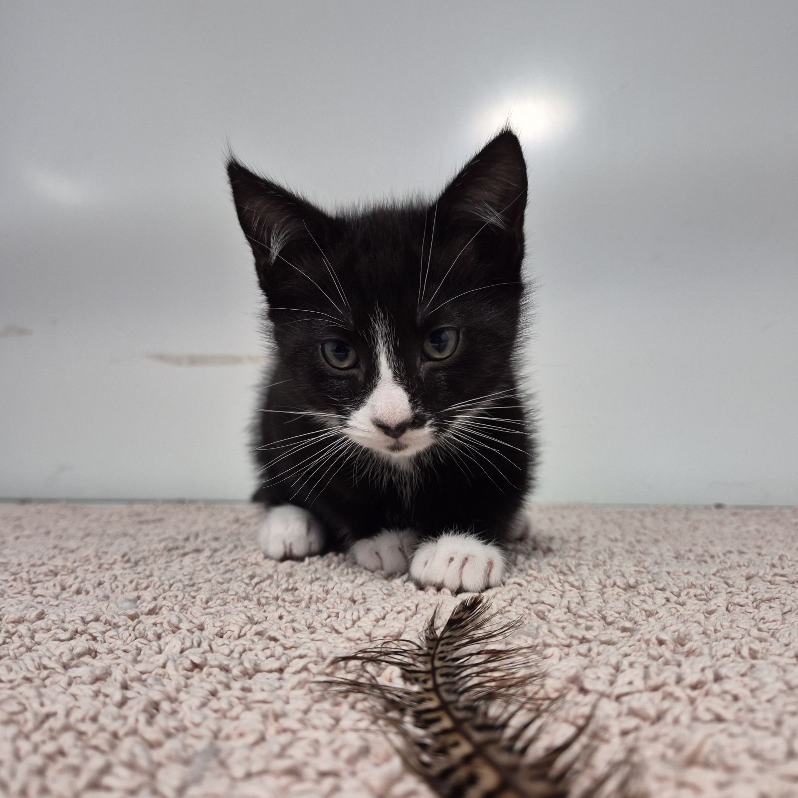 Bongo- 9 Week Old Male