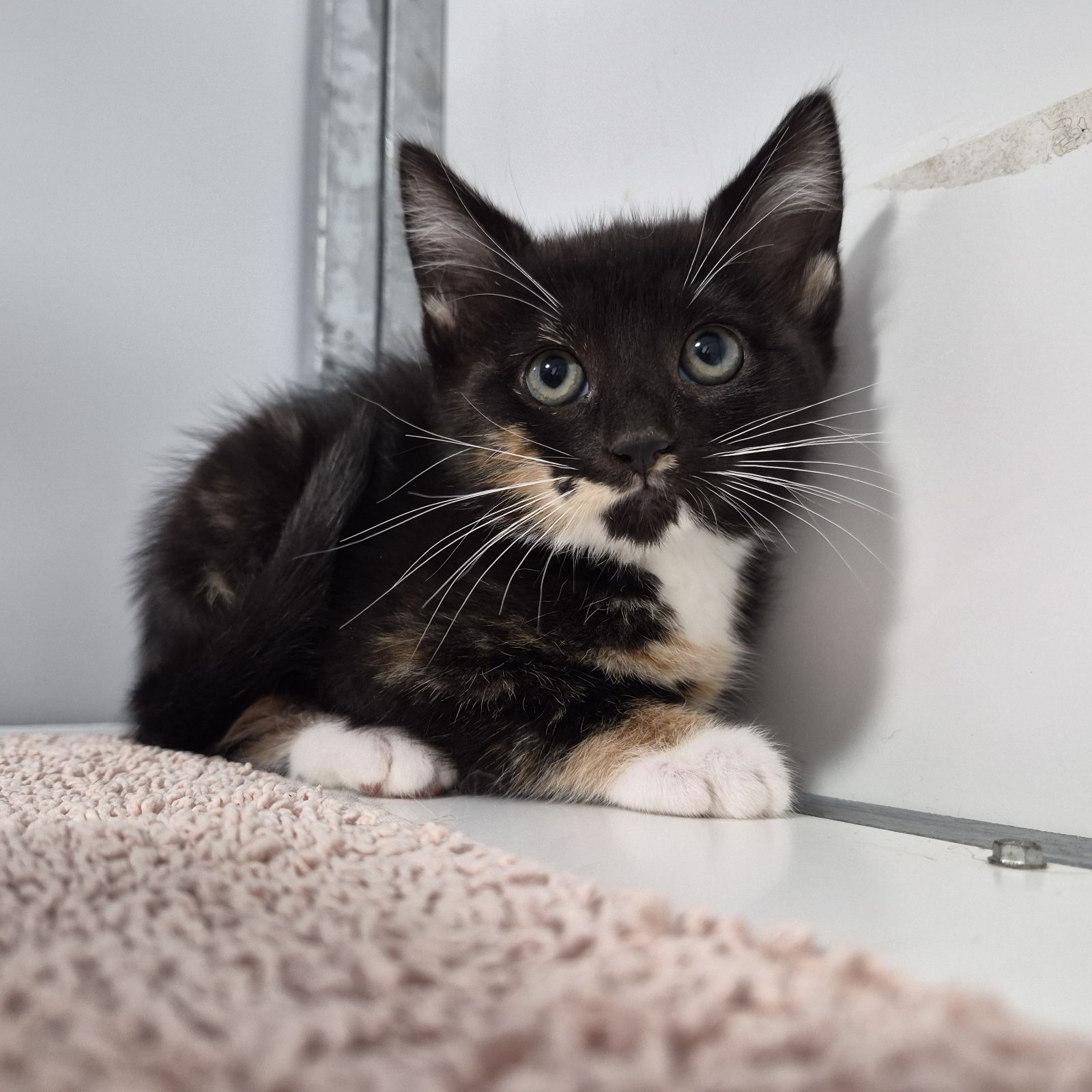 Bingo- 9 Week Old Female