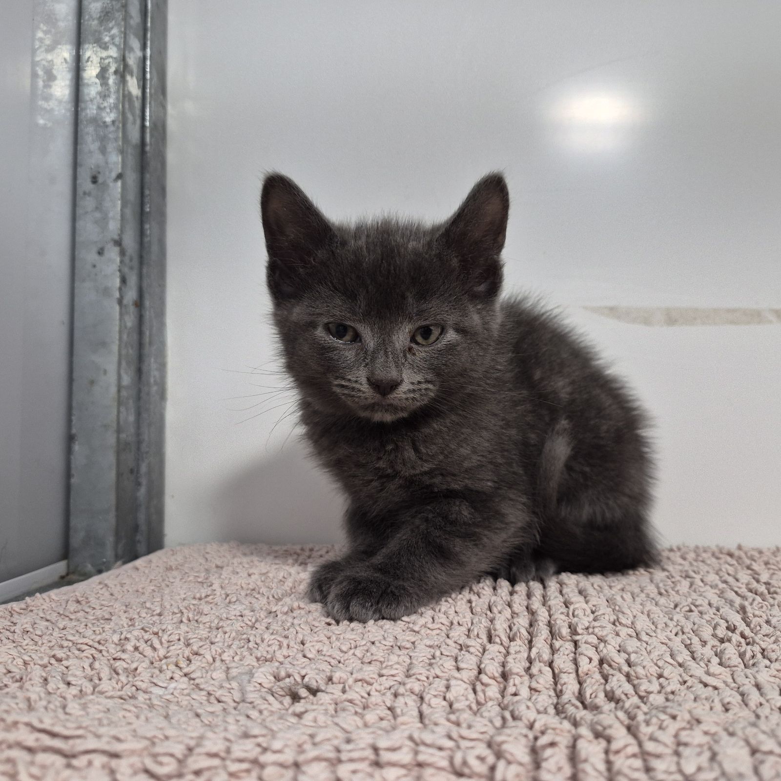 Bruce- 9 Week Old Male