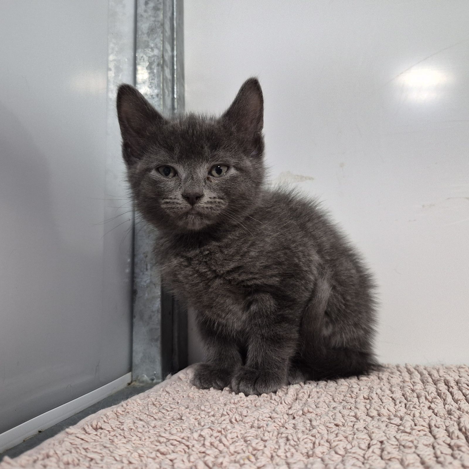 Bruce- 9 Week Old Male
