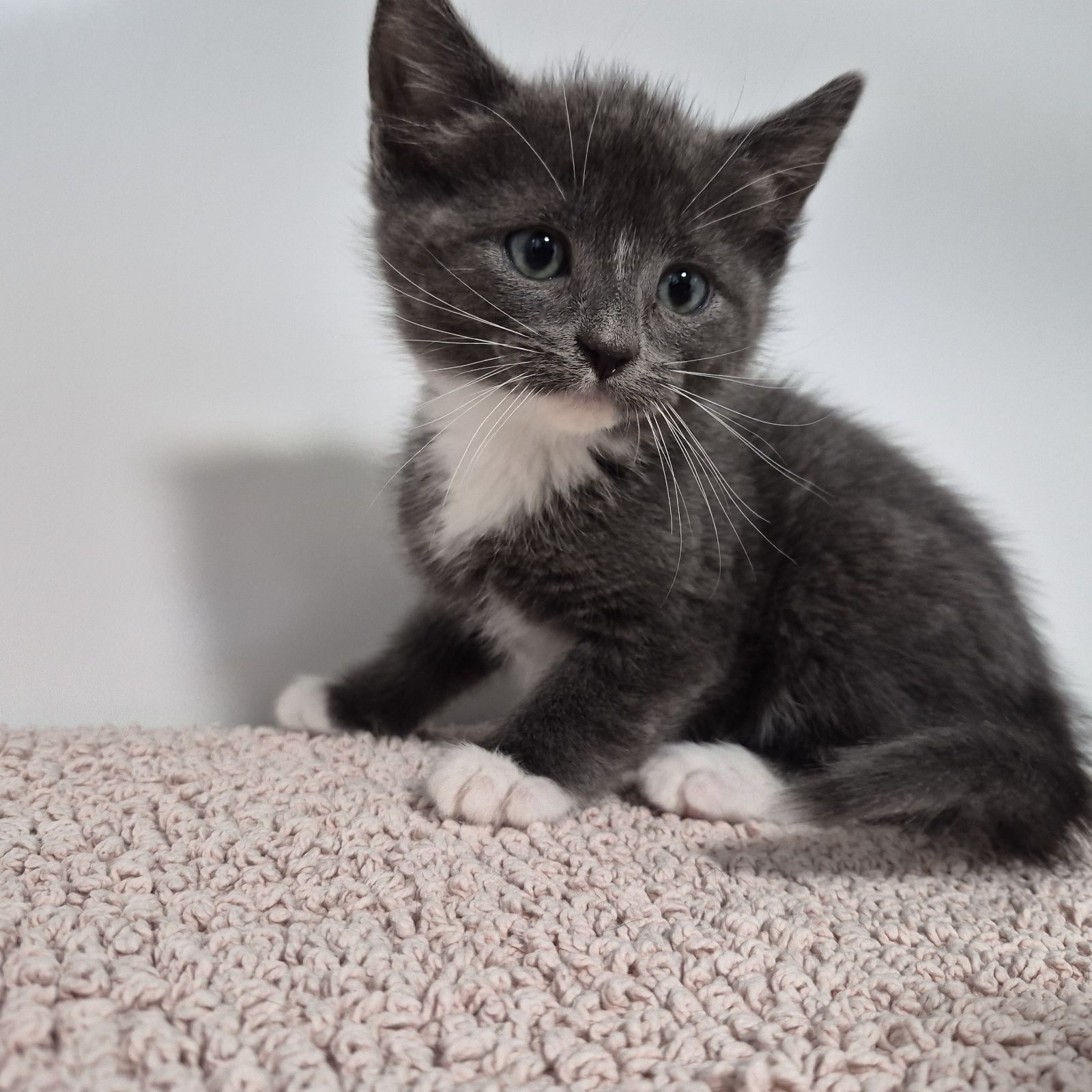Mr Ray- 9 Week Old Male