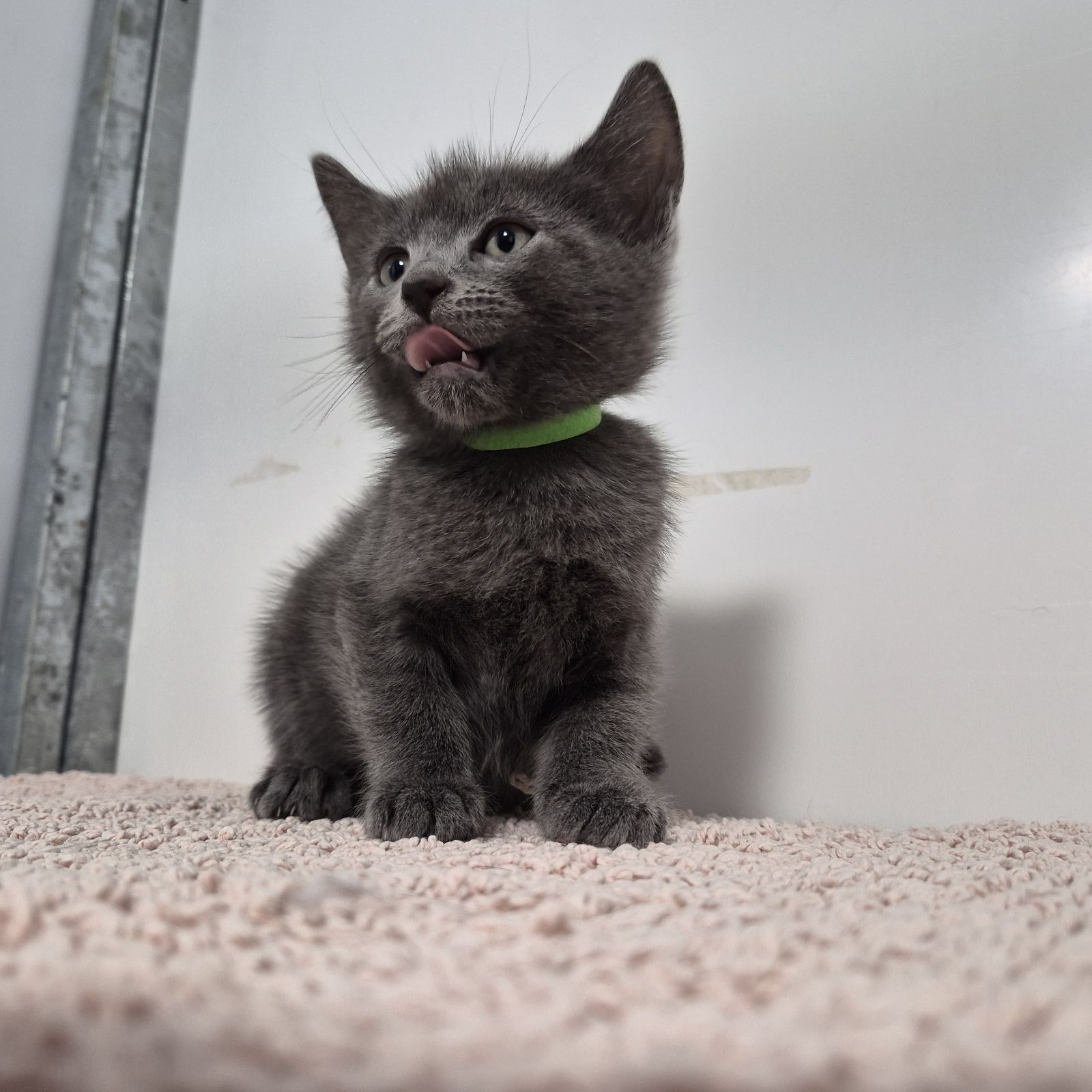 Nemo- 9 Week Old Male