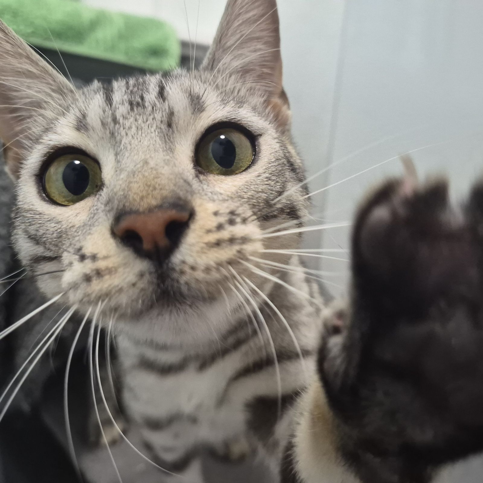 Simba- 8 Month Old Male