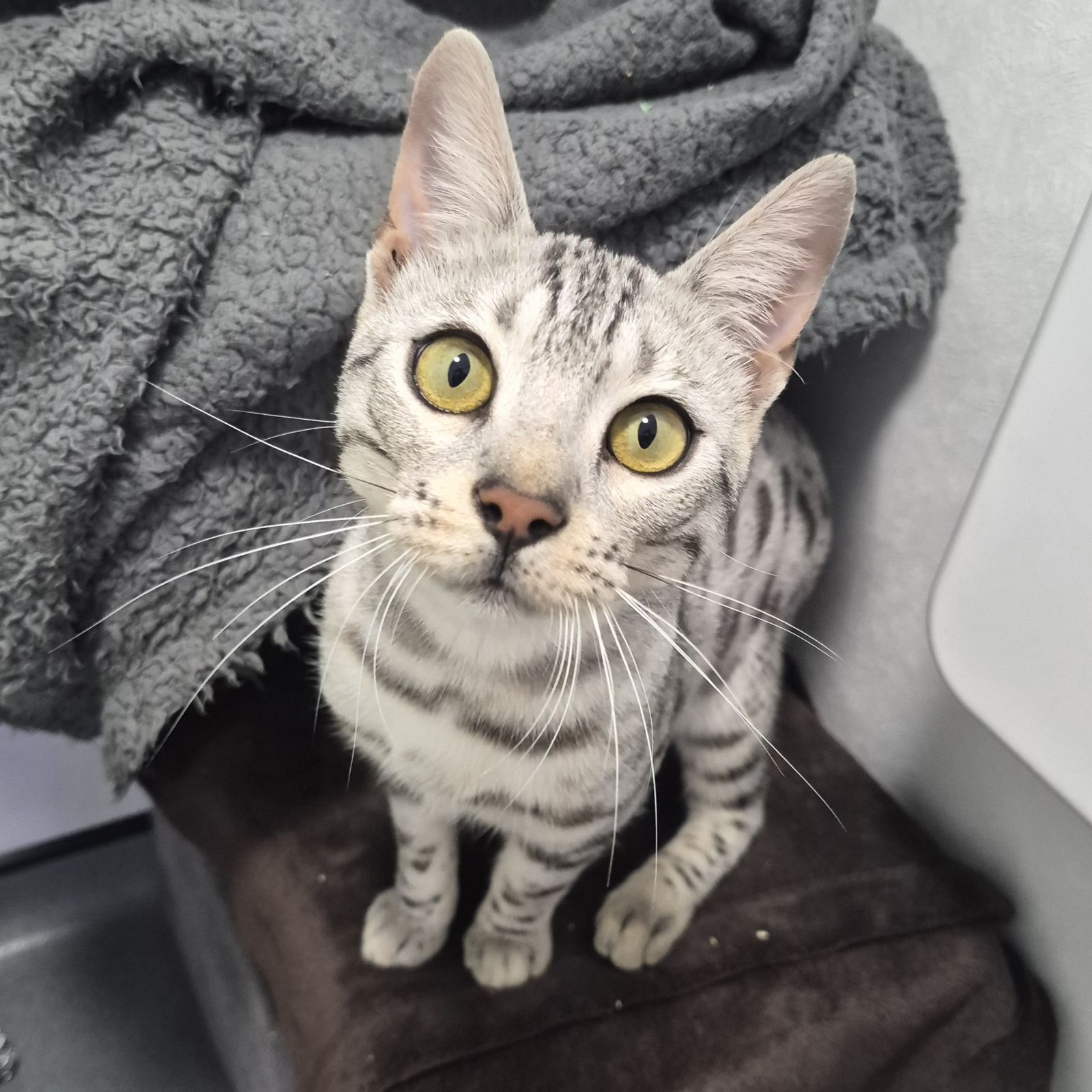 Simba- 8 Month Old Male