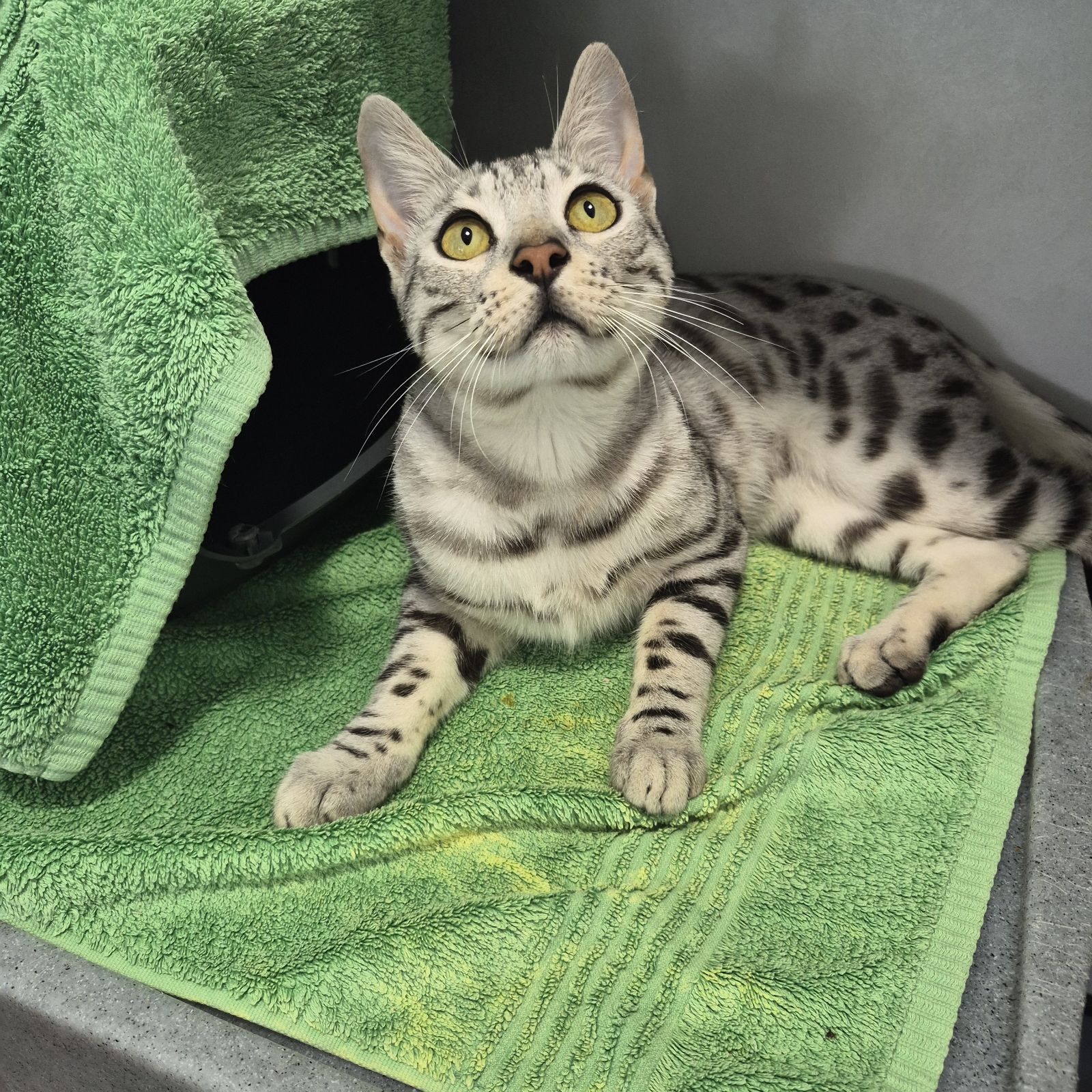 Simba- 8 Month Old Male