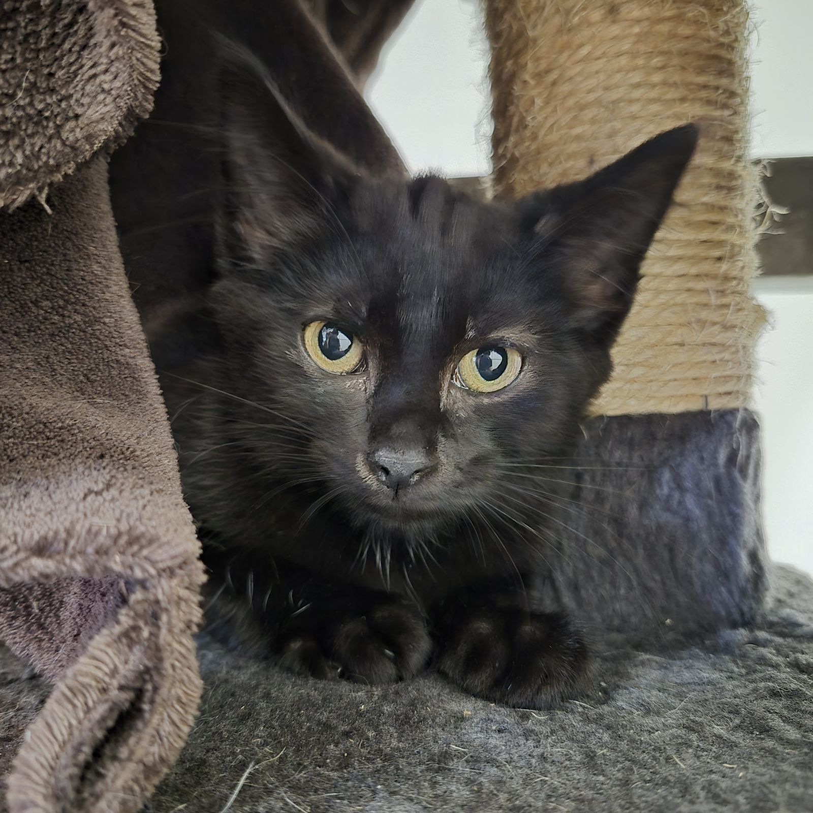 Cinnamon- 8 Week Old Female