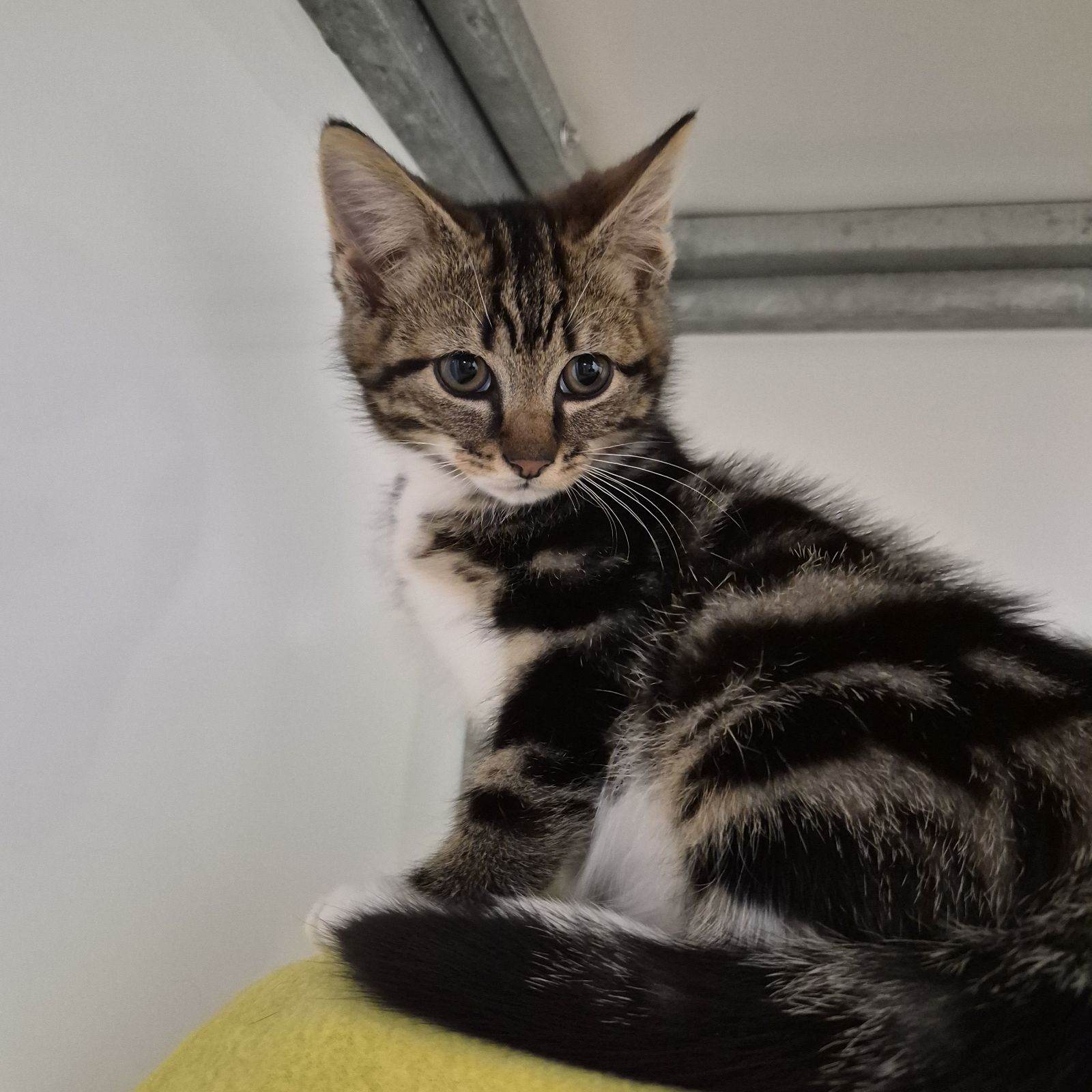 Paprika- 8 Week Old Male