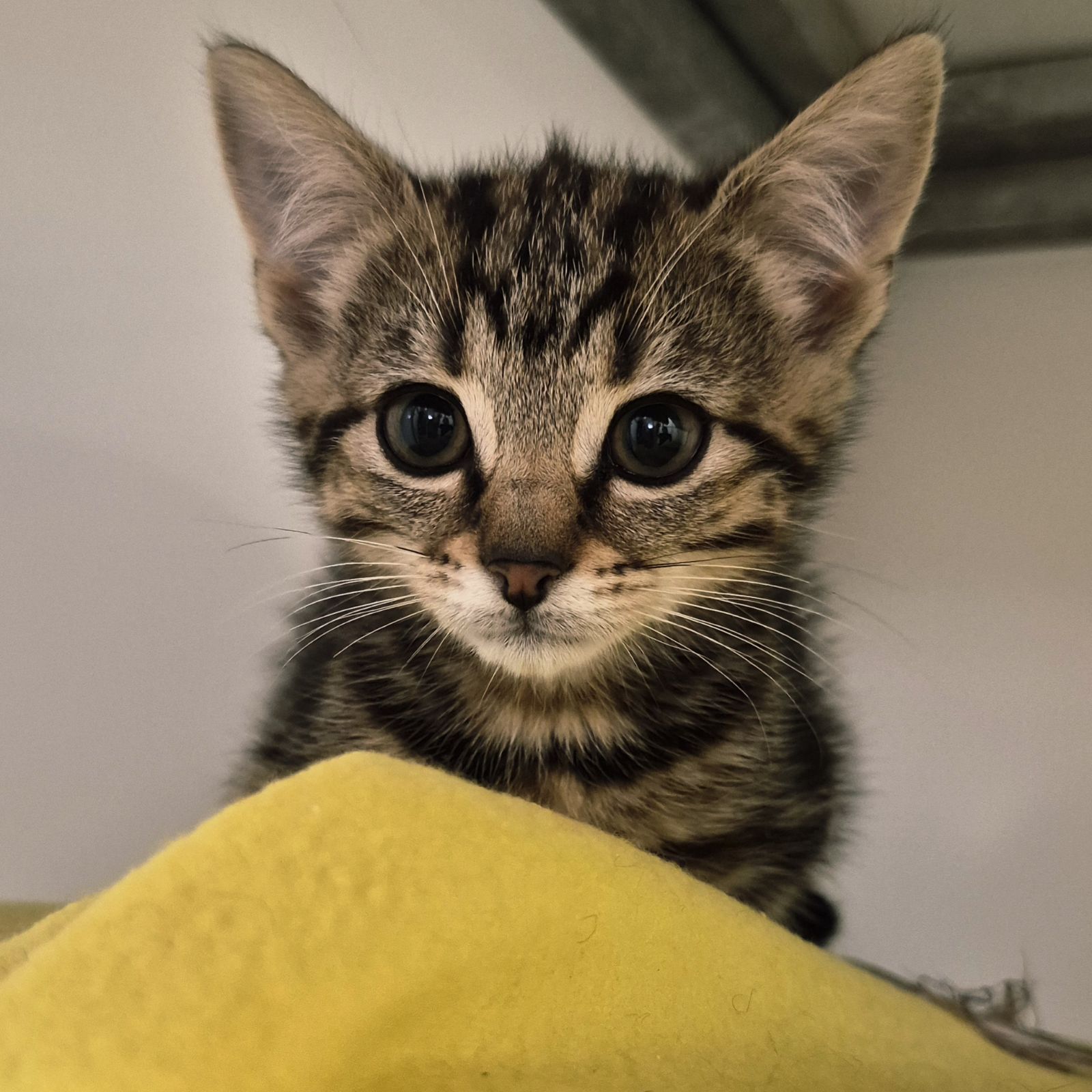Jalapeño- 8 Week Old Female
