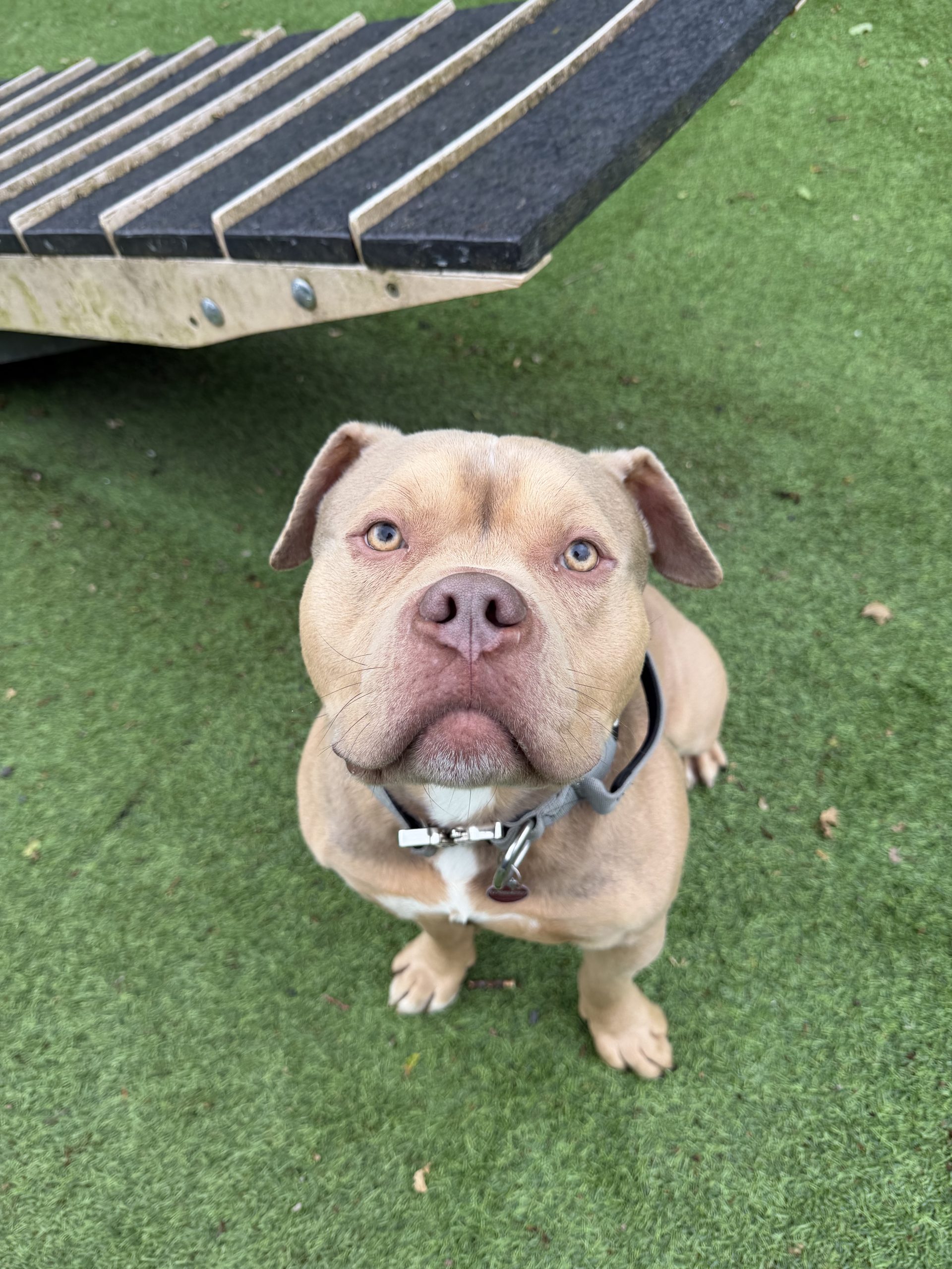 Hugo – 2 year old Male (AVAILABLE SOON)