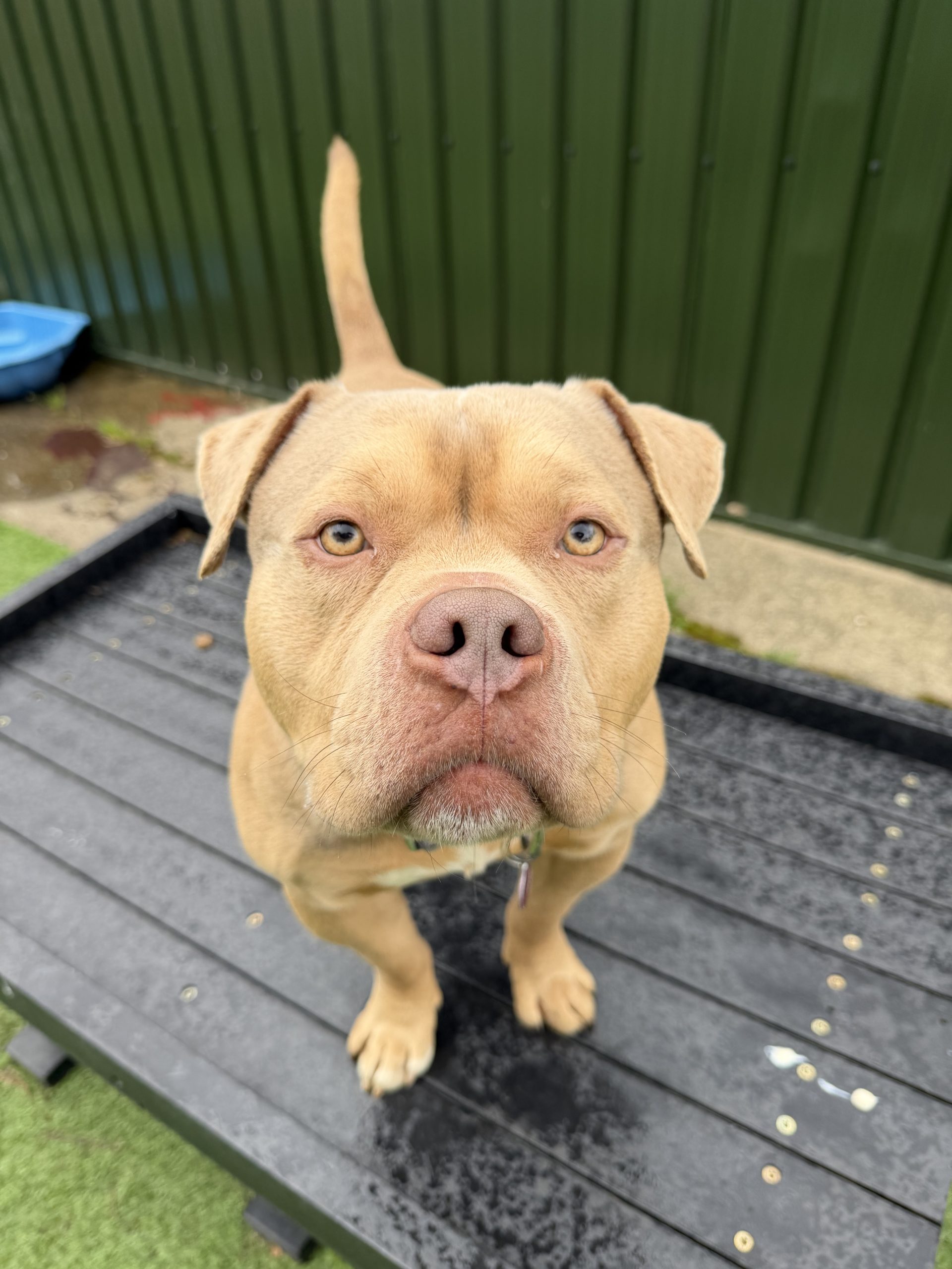 Hugo – 2 year old Male (AVAILABLE SOON)