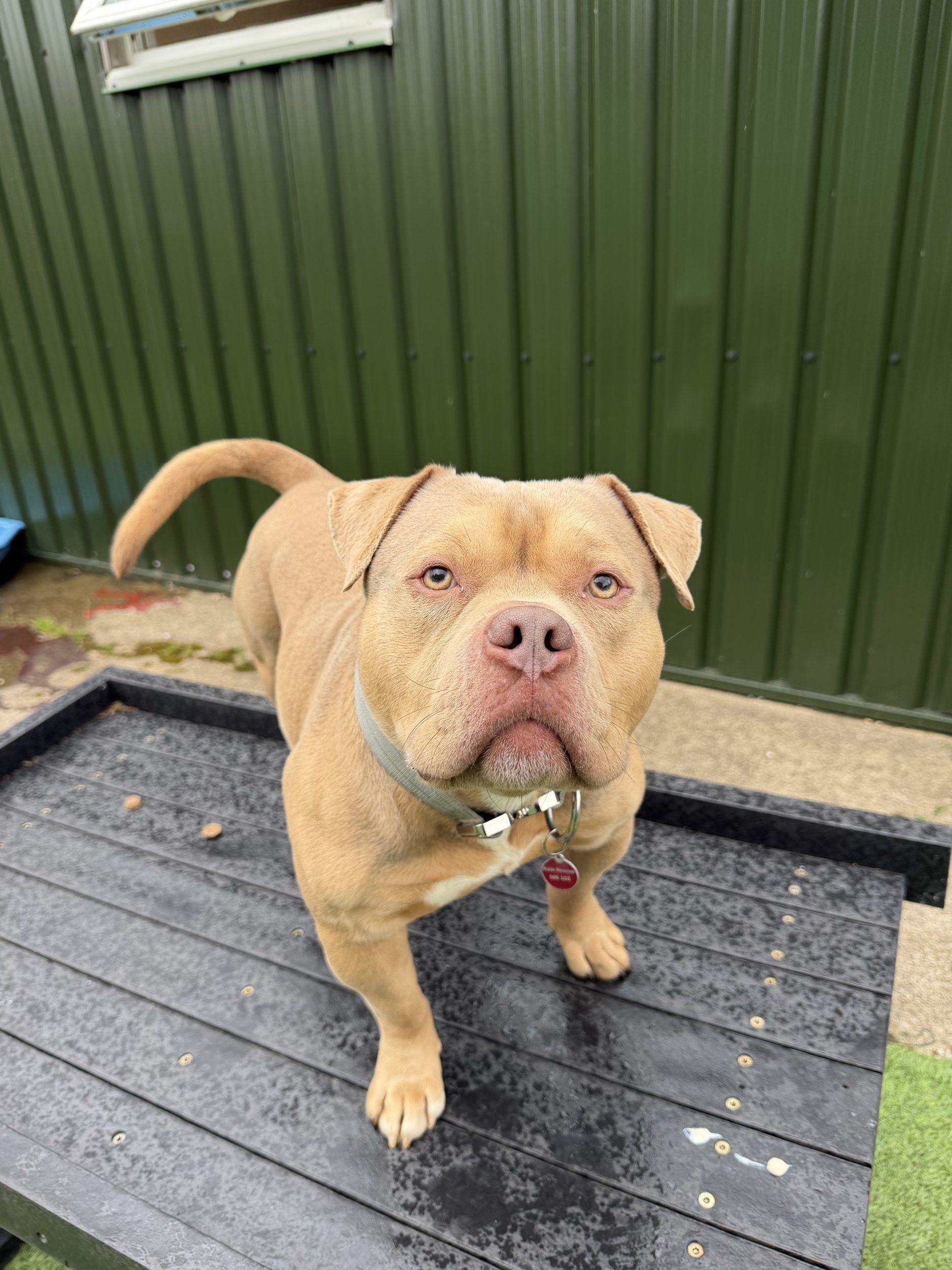 Hugo – 2 year old Male (AVAILABLE SOON)
