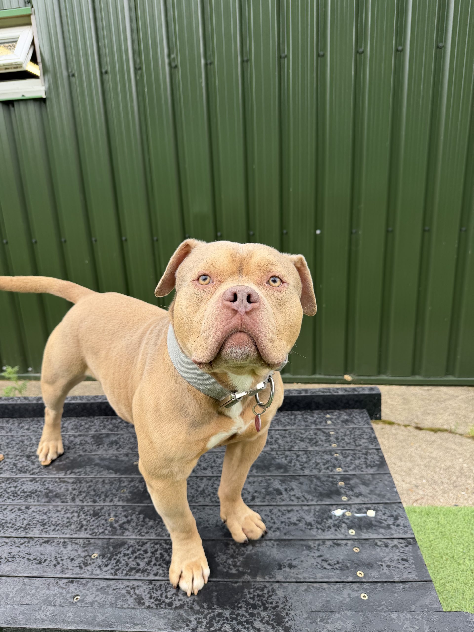 Hugo – 2 year old Male (AVAILABLE SOON)