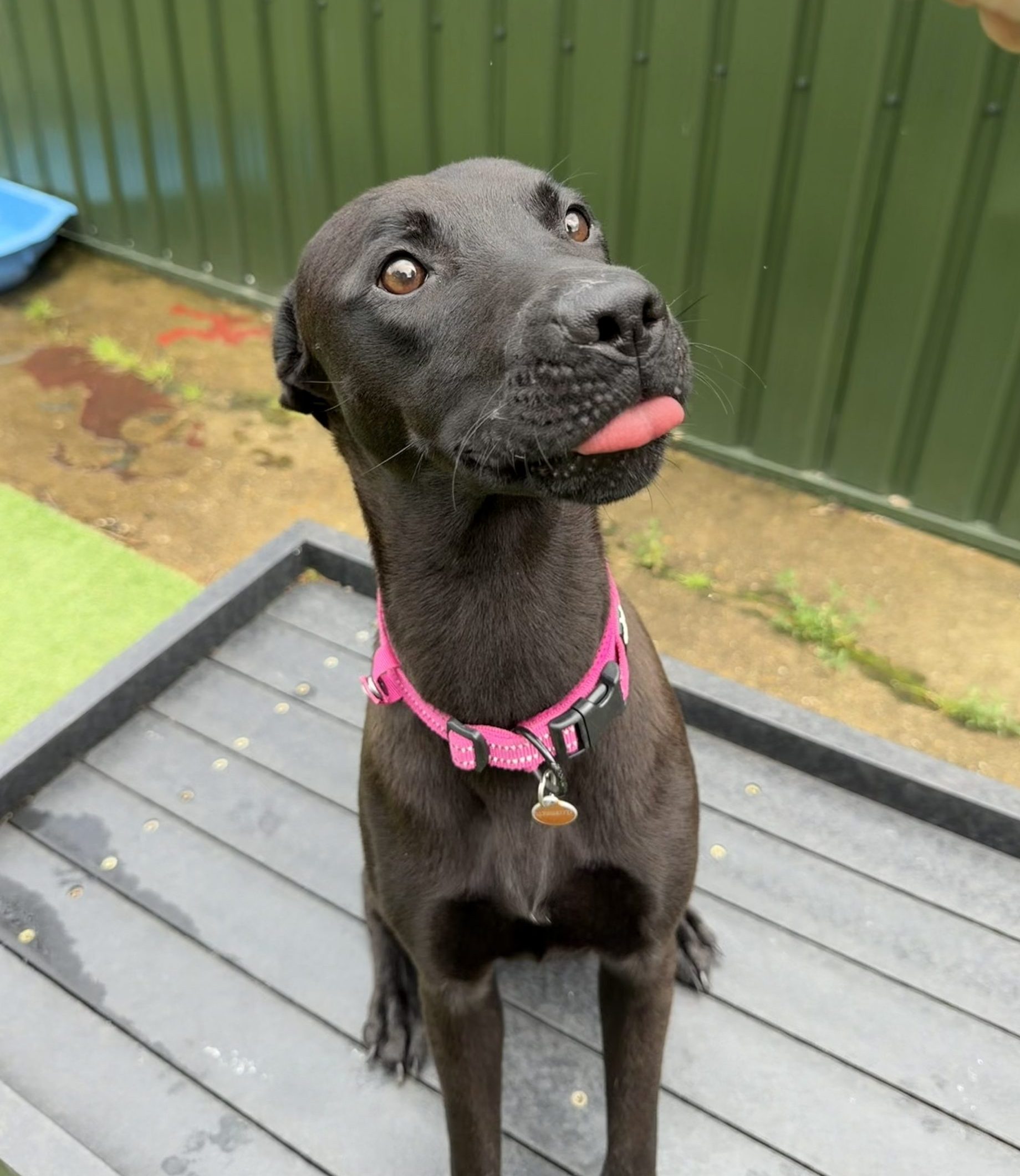 Pickle – 1 year old Female (AVAILABLE SOON)